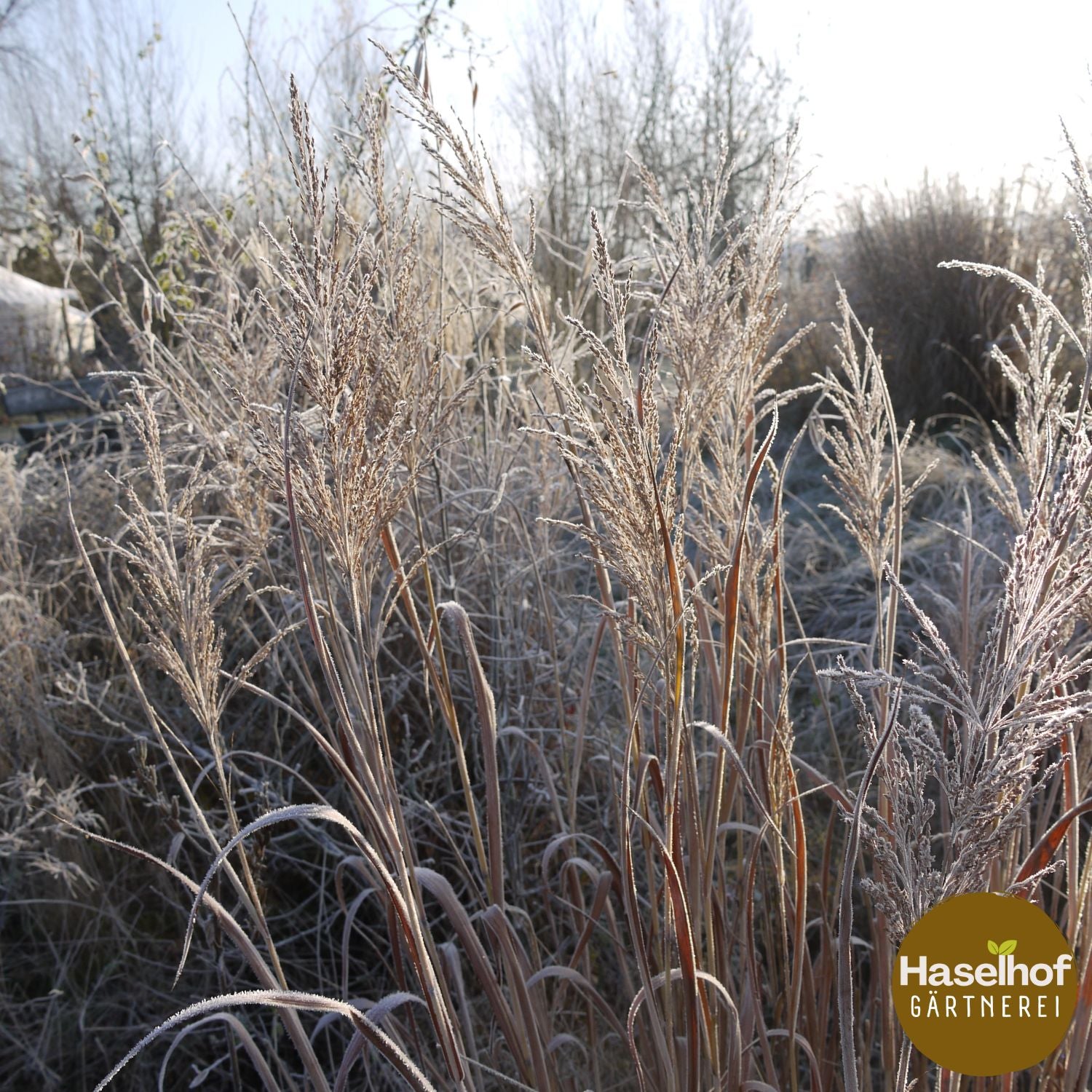 Panicum virgatum `Dallas Blues`