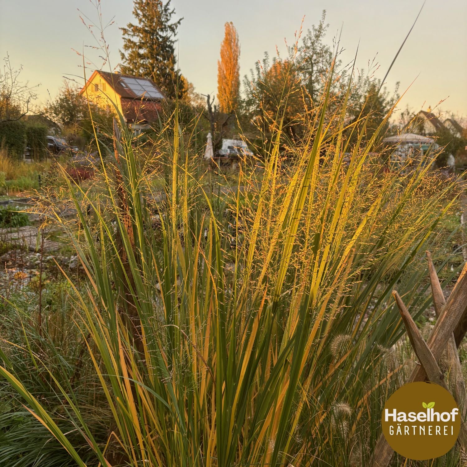 Panicum virgatum `Nordwind`