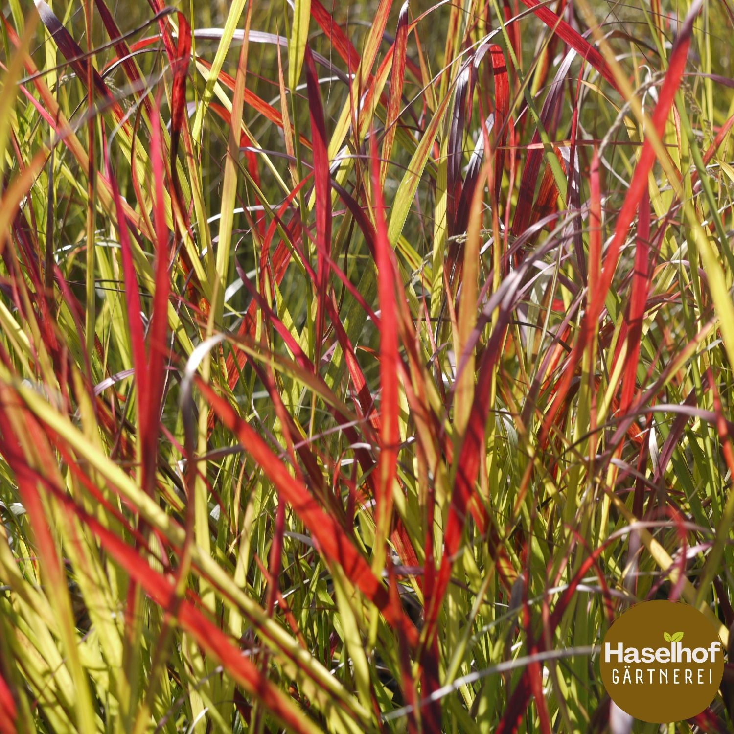 Panicum virgatum `Rotstrahlbusch`