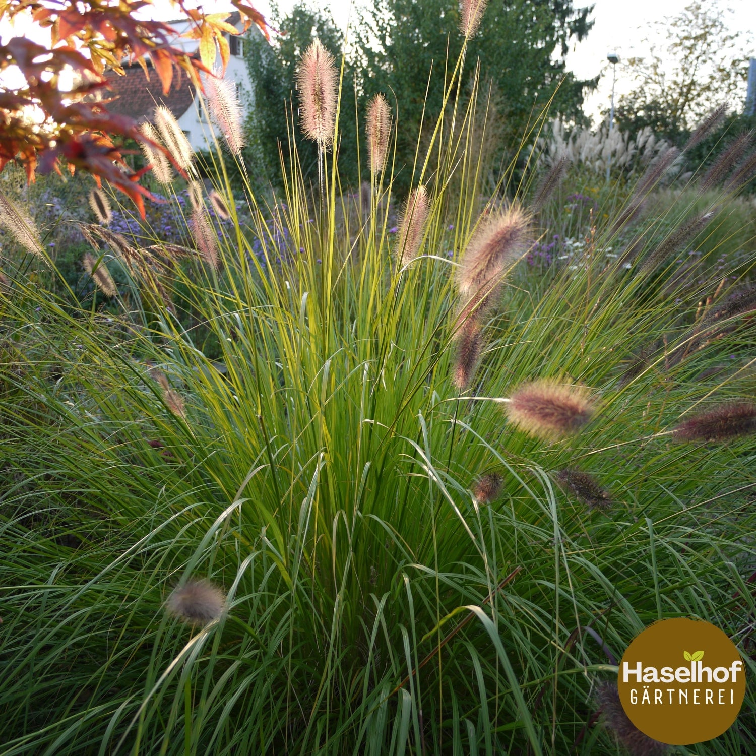Pennisetum alopecuroides 'Hameln'