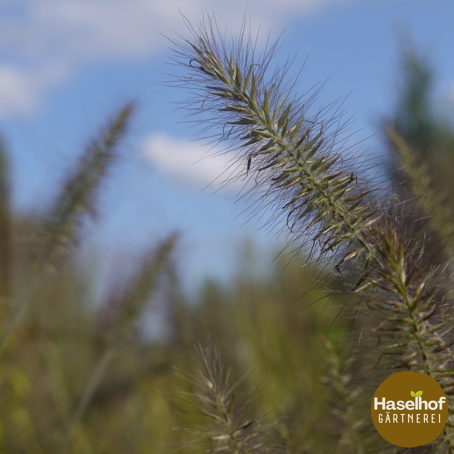 Pennisetum alopecuroides 'Hameln'
