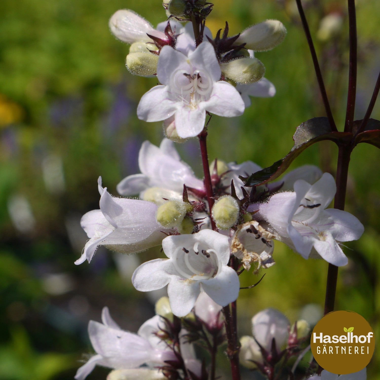 Penstemon digitalis 'Husker Red'
