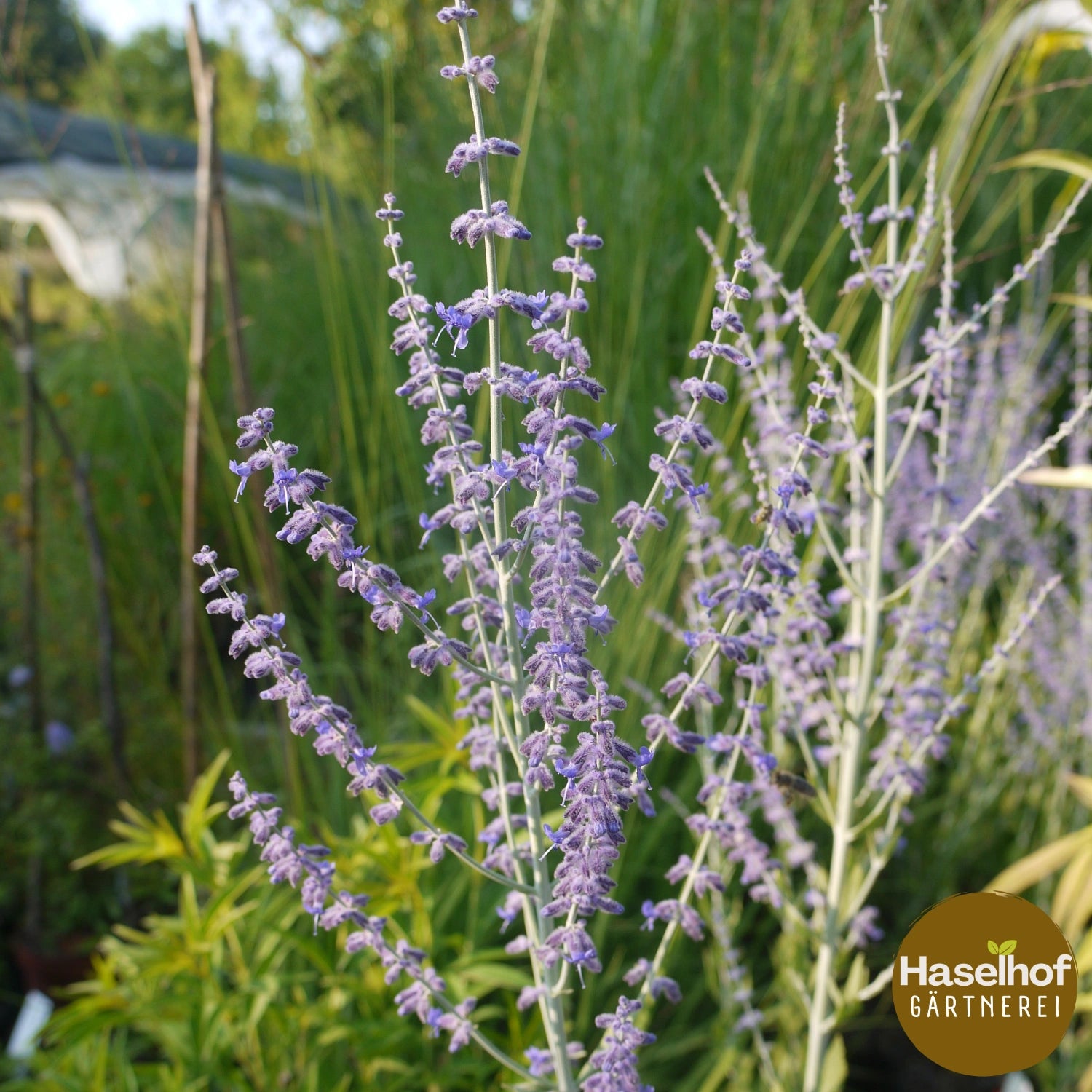 Perovskia atriplicifolia `Blue Spire`