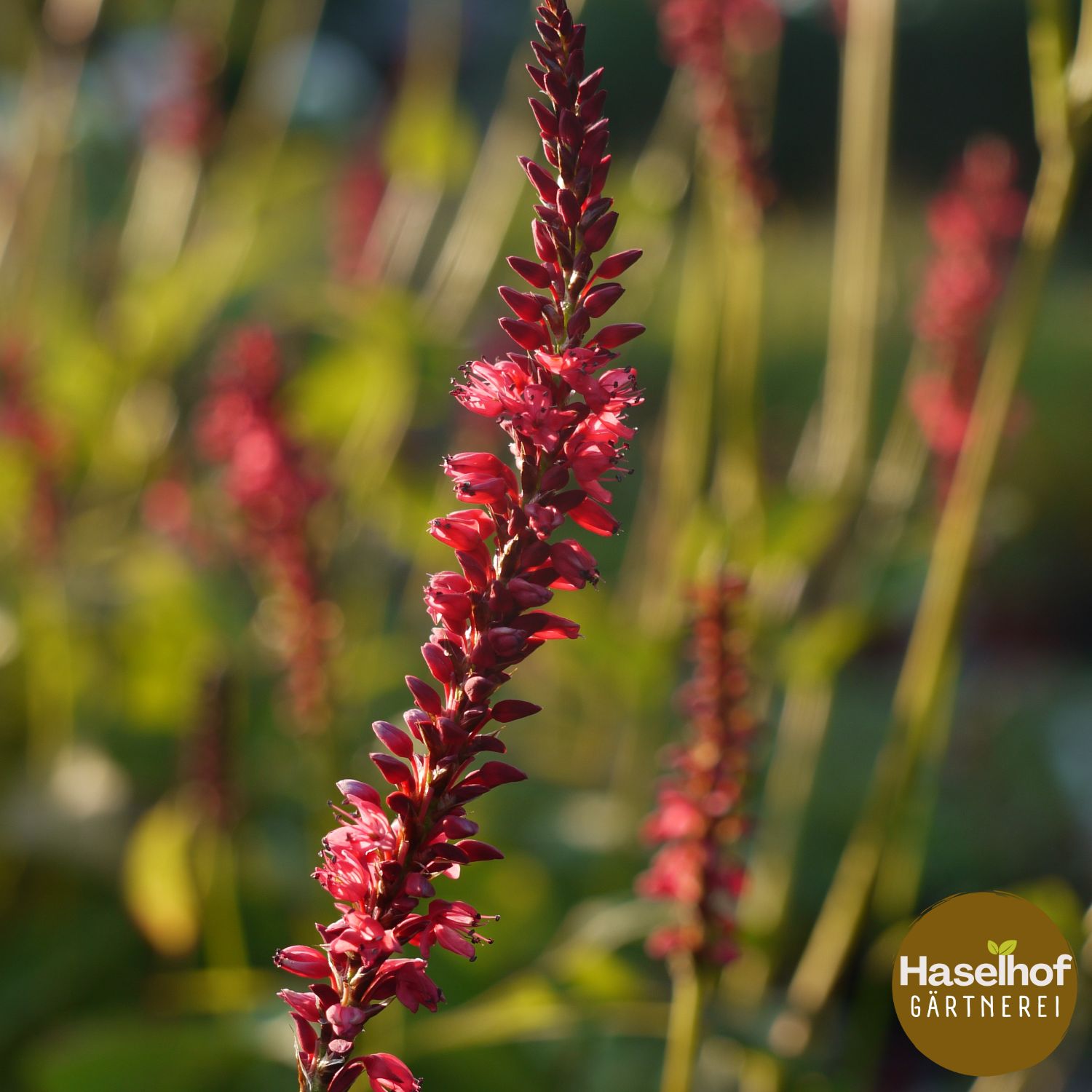 Persicaria amplexicaule Speciosa