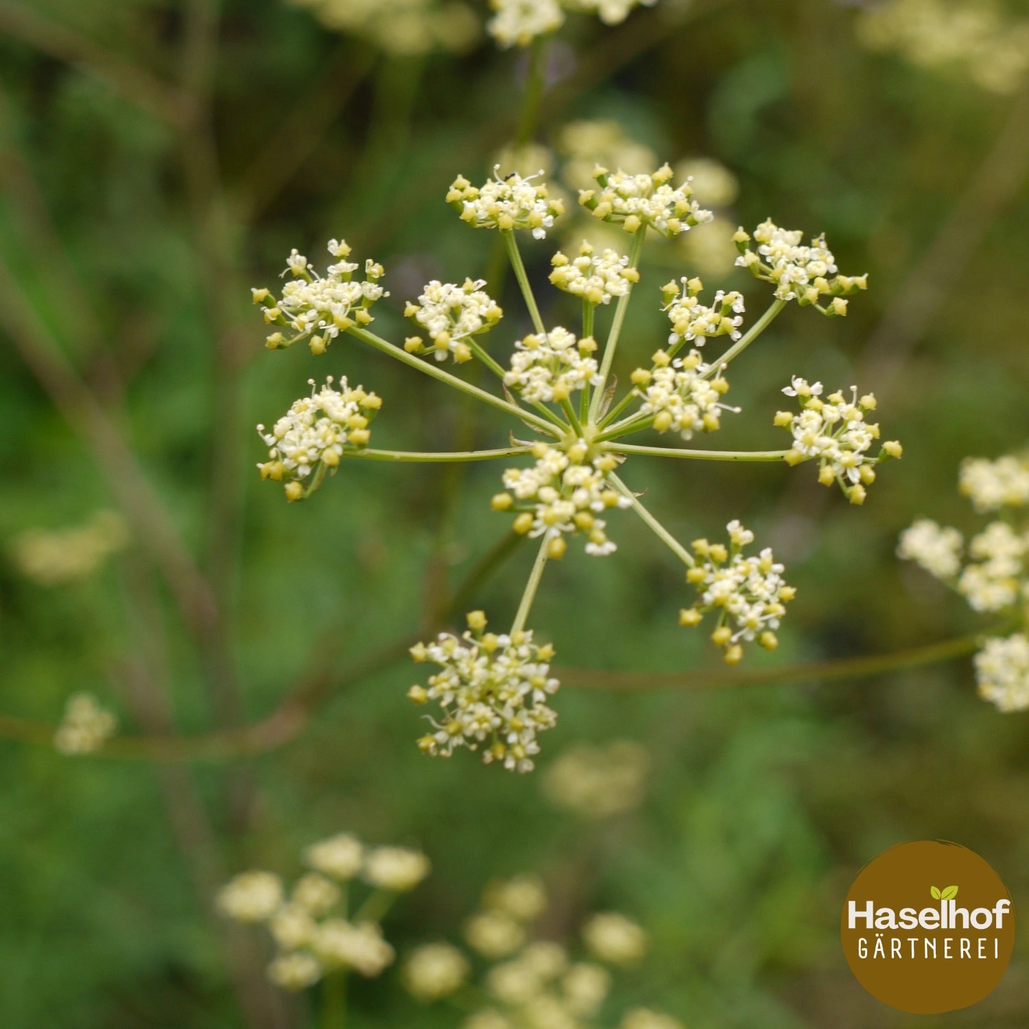 Peucedanum alsaticum