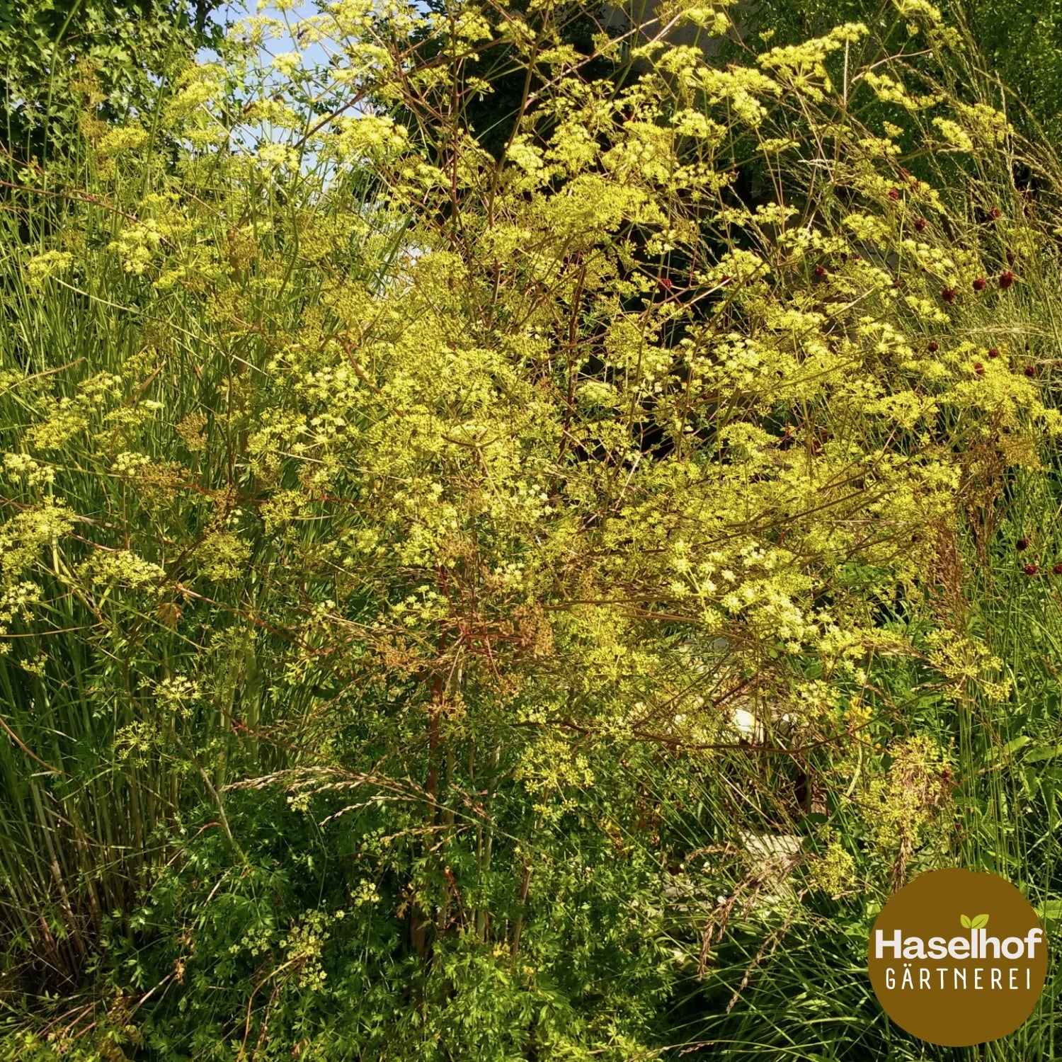 Peucedanum alsaticum