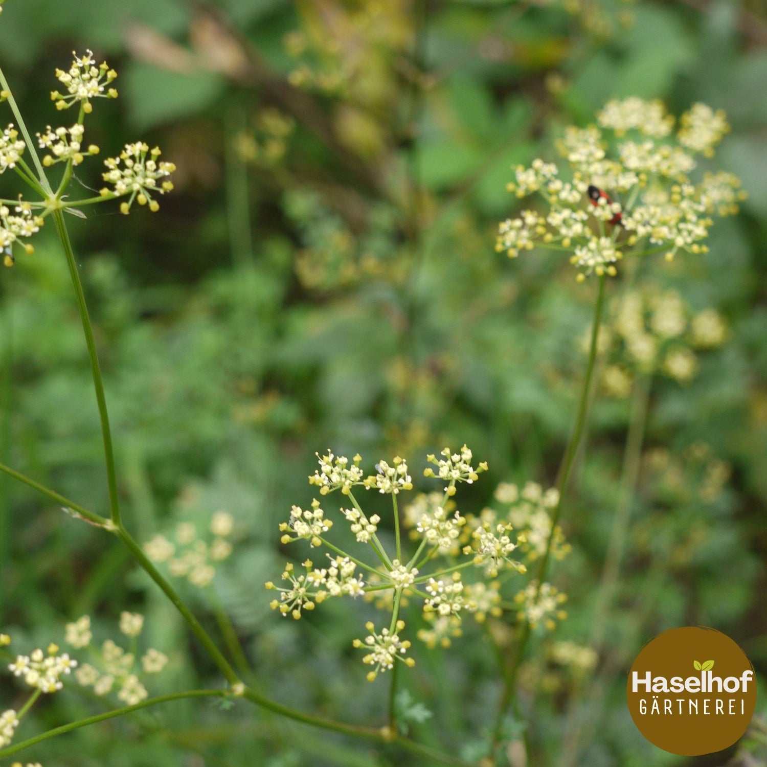 Peucedanum alsaticum