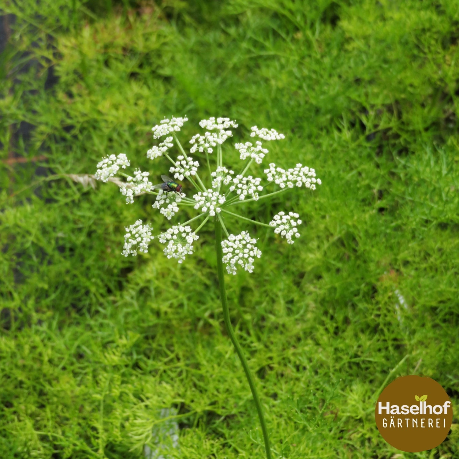 Peucedanum austriacum ssp. rablense