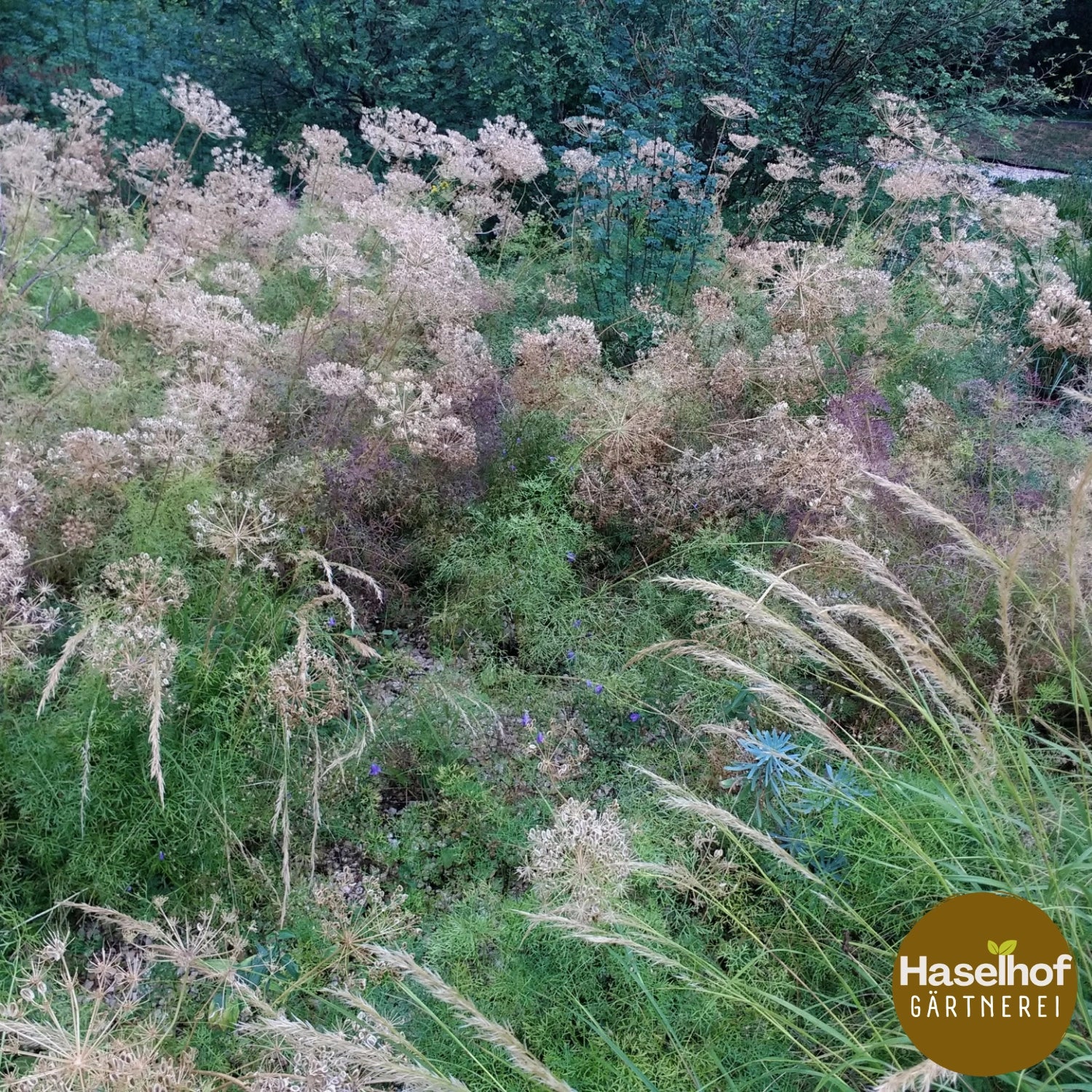 Peucedanum austriacum ssp. rablense