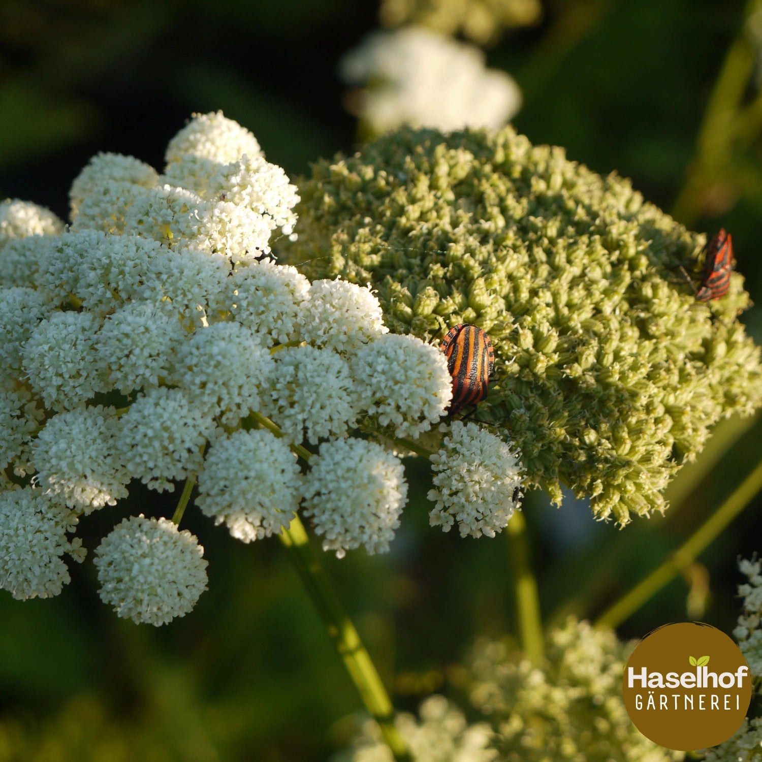 Peucedanum cervaria