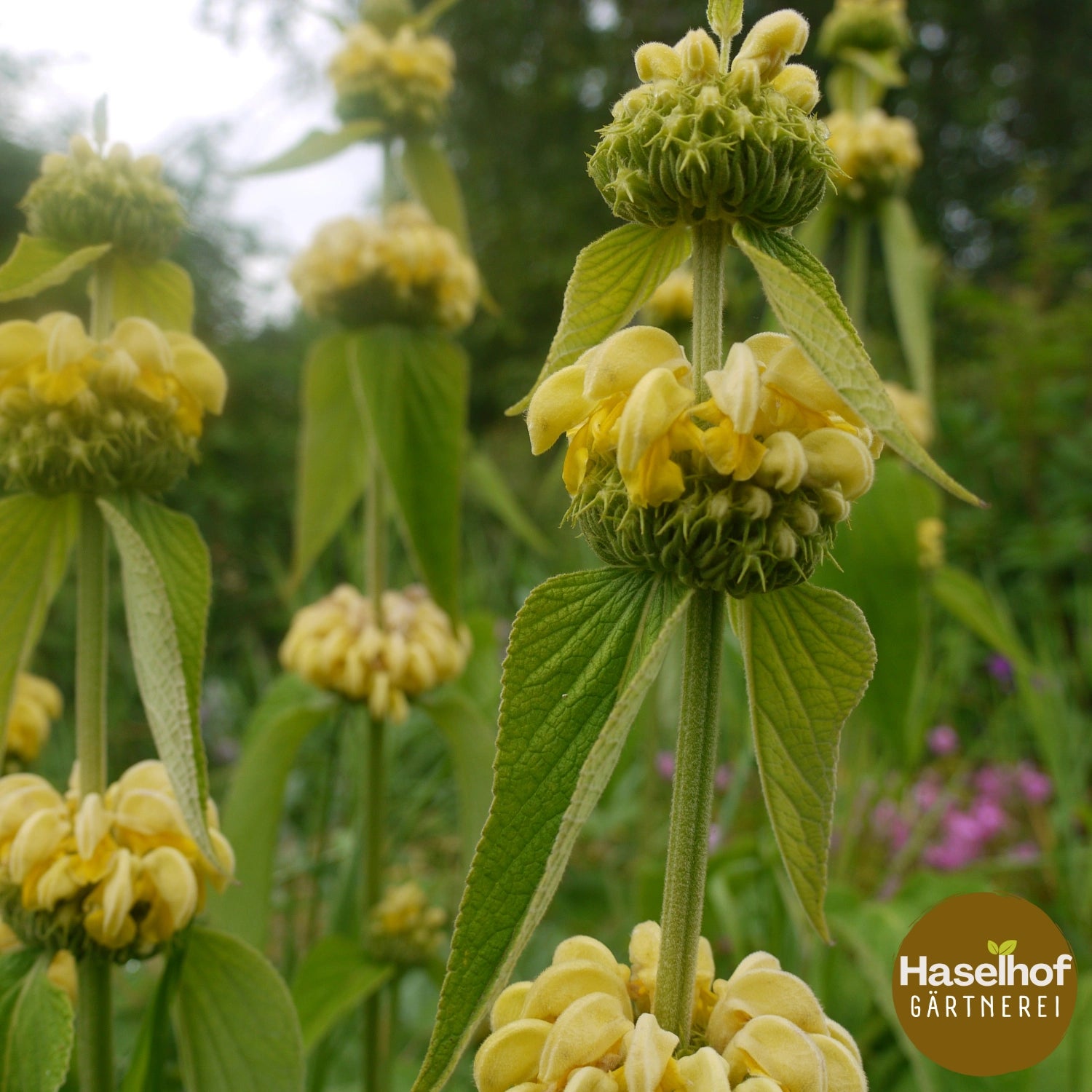 Phlomis russeliana
