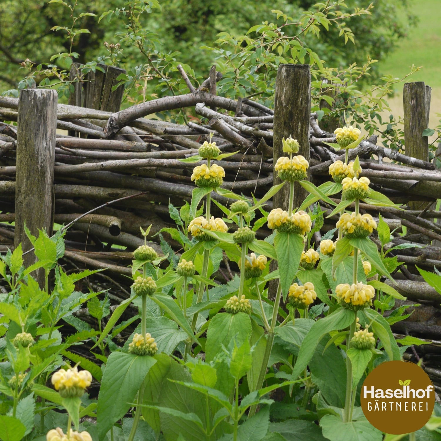 Phlomis russeliana