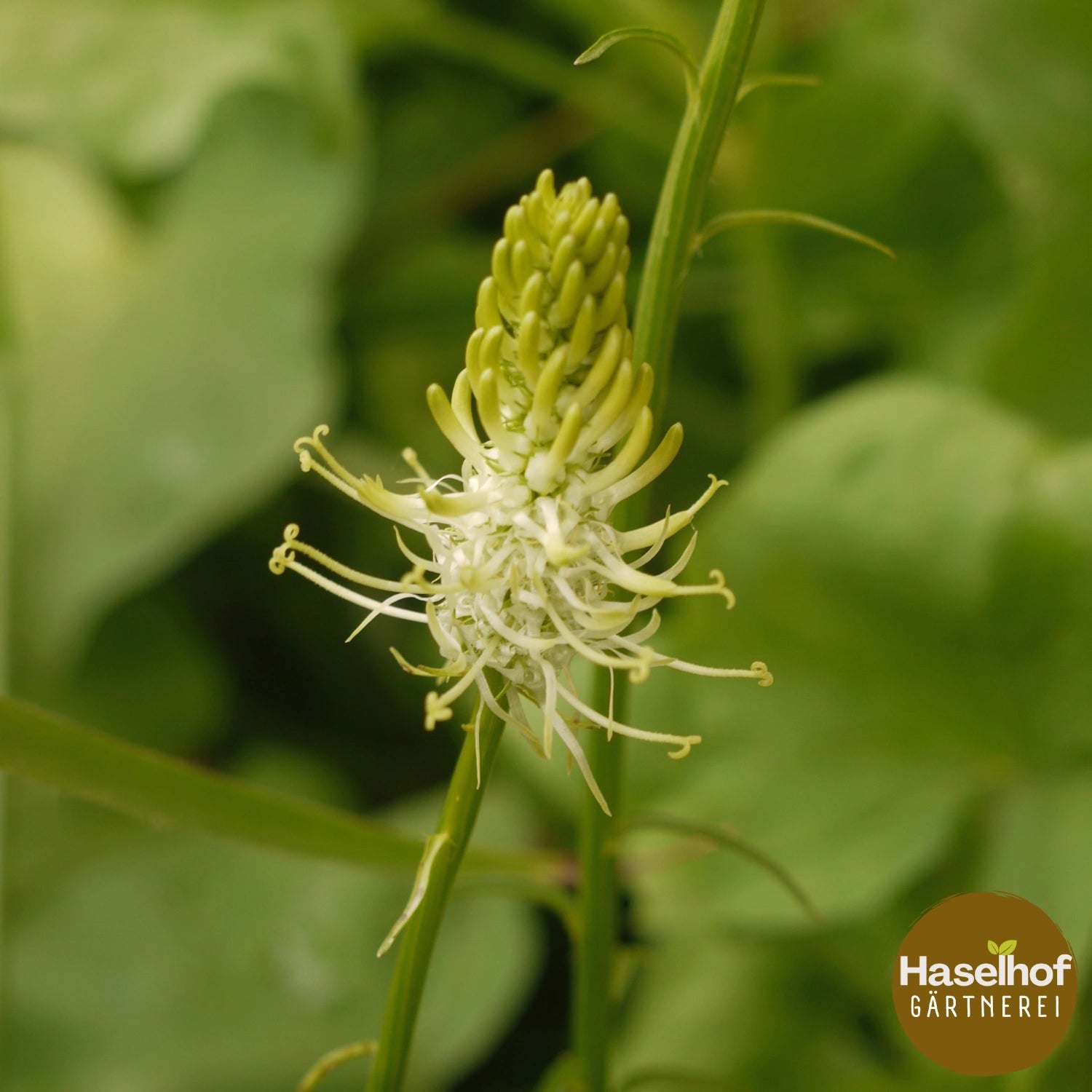 Phyteuma spicatum