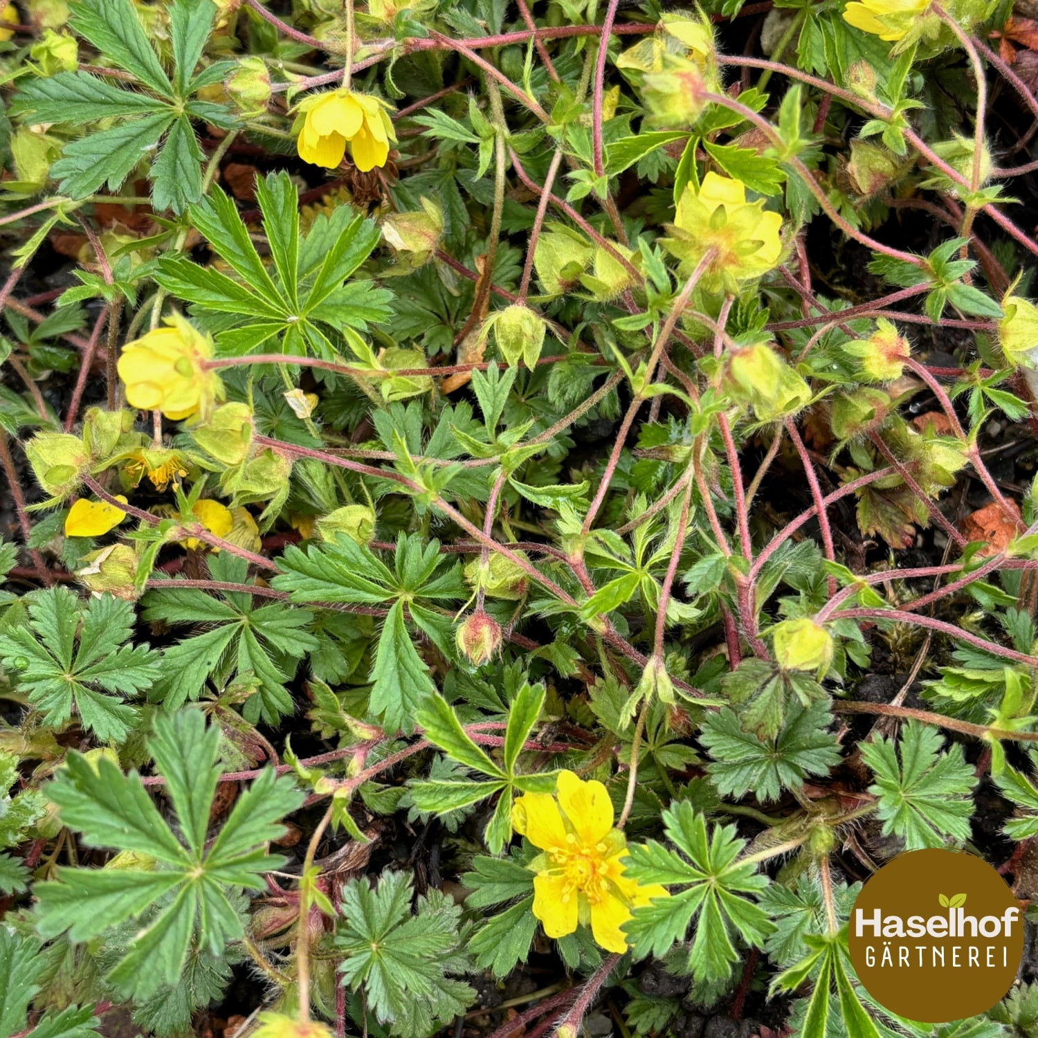 Potentilla verna (neumanniana)