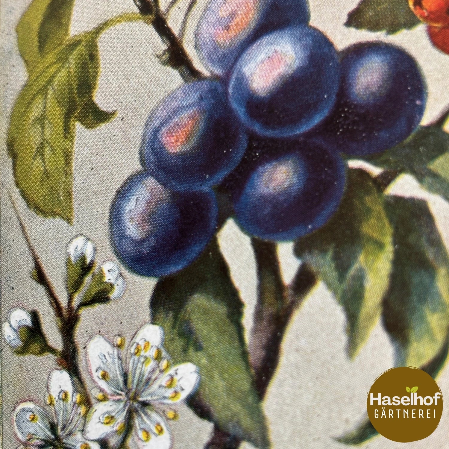 Prunus spinosa