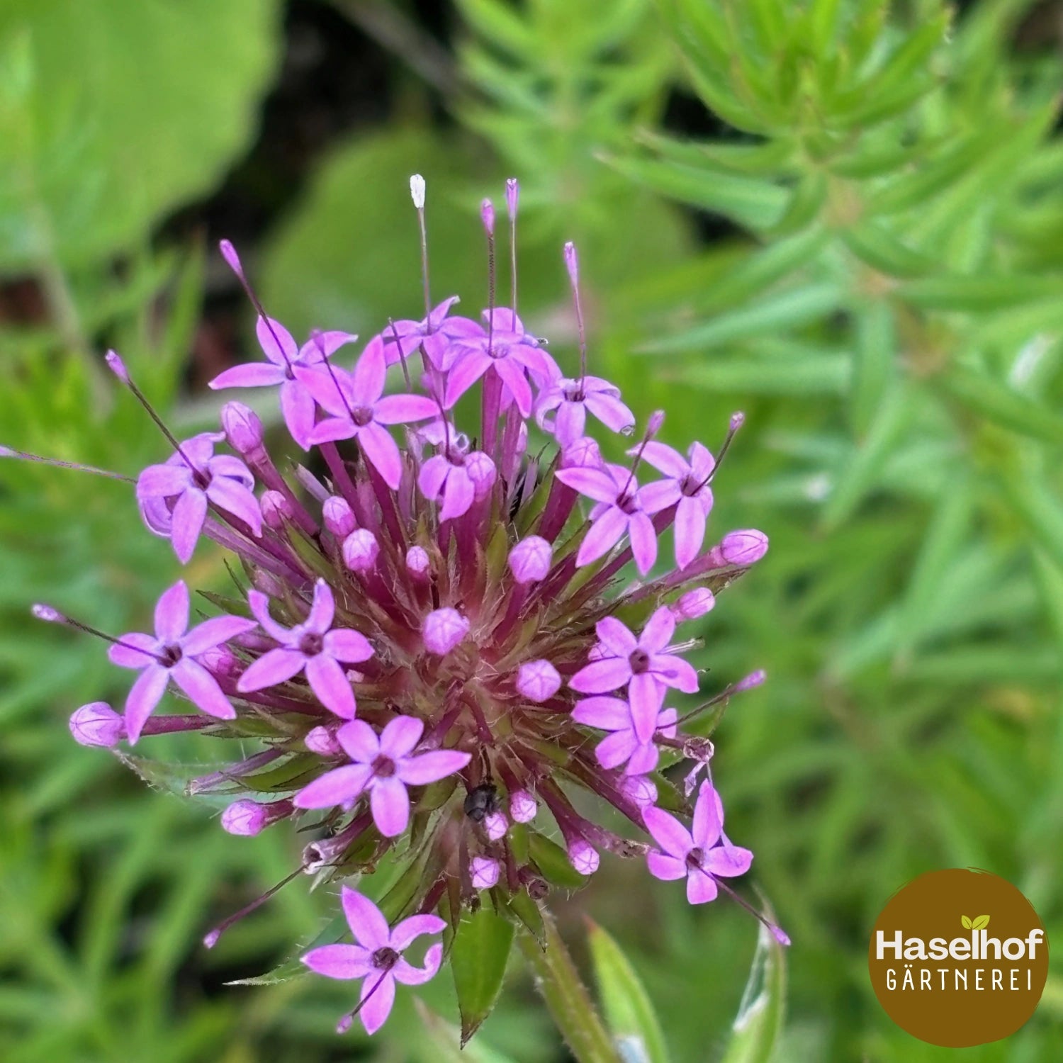 Phuopsis stylosa