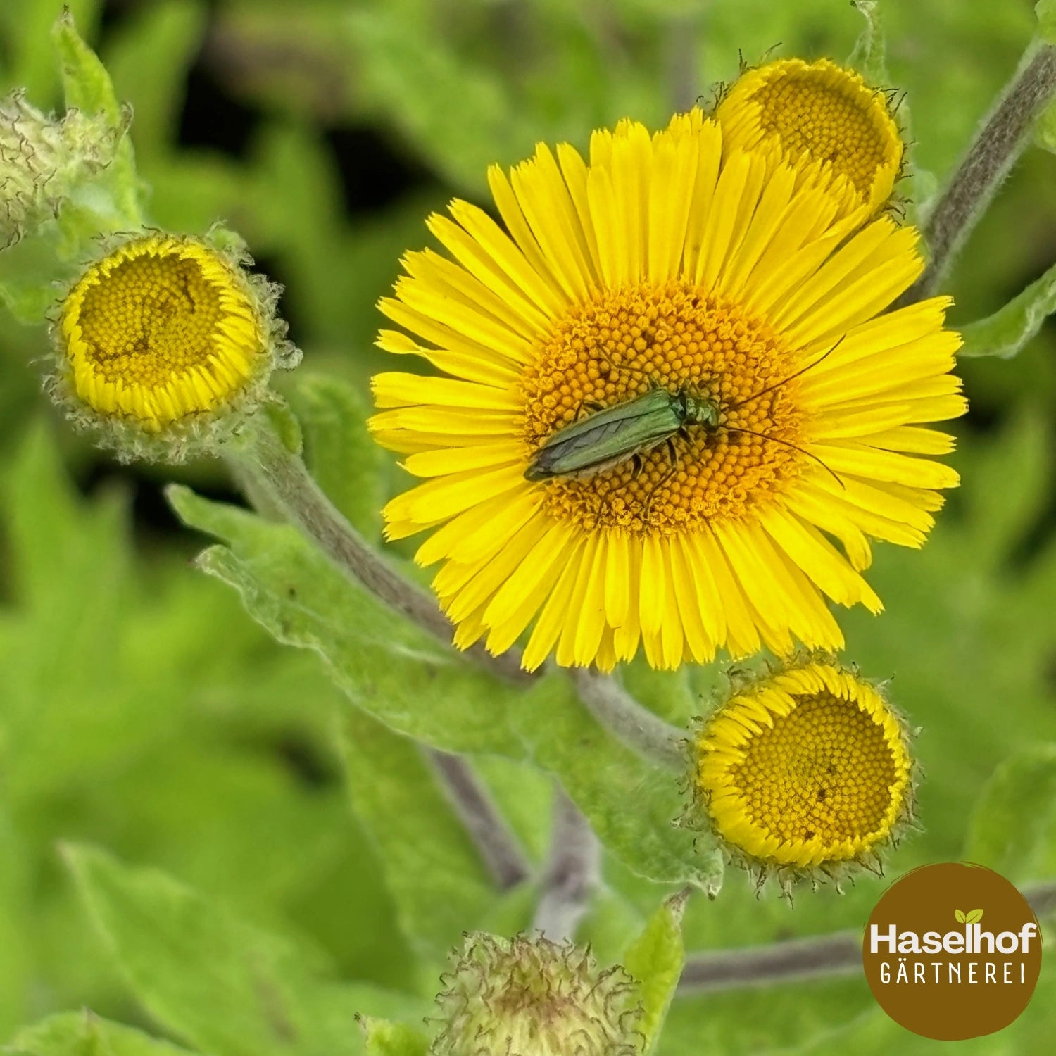 Pulicaria dysenterica