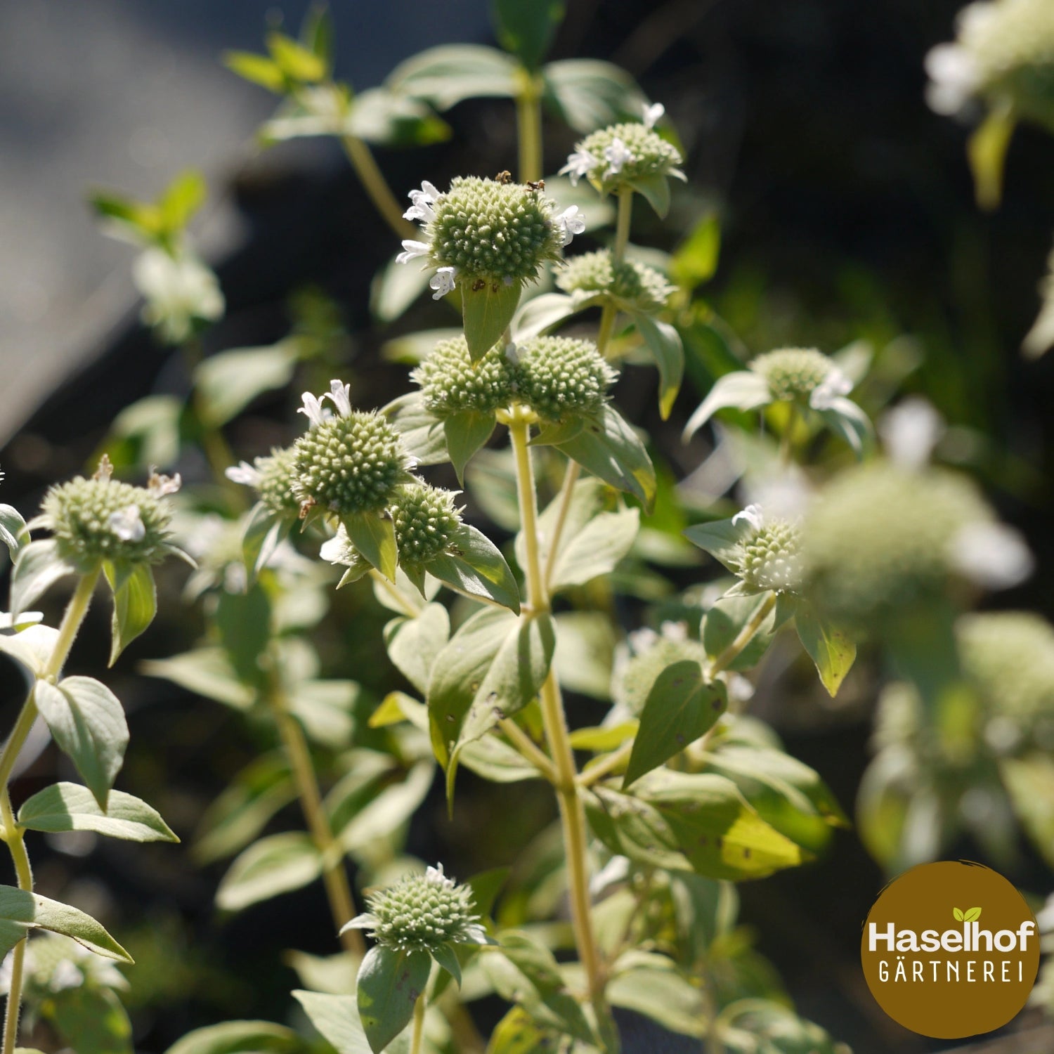 Pycnanthemum muticum