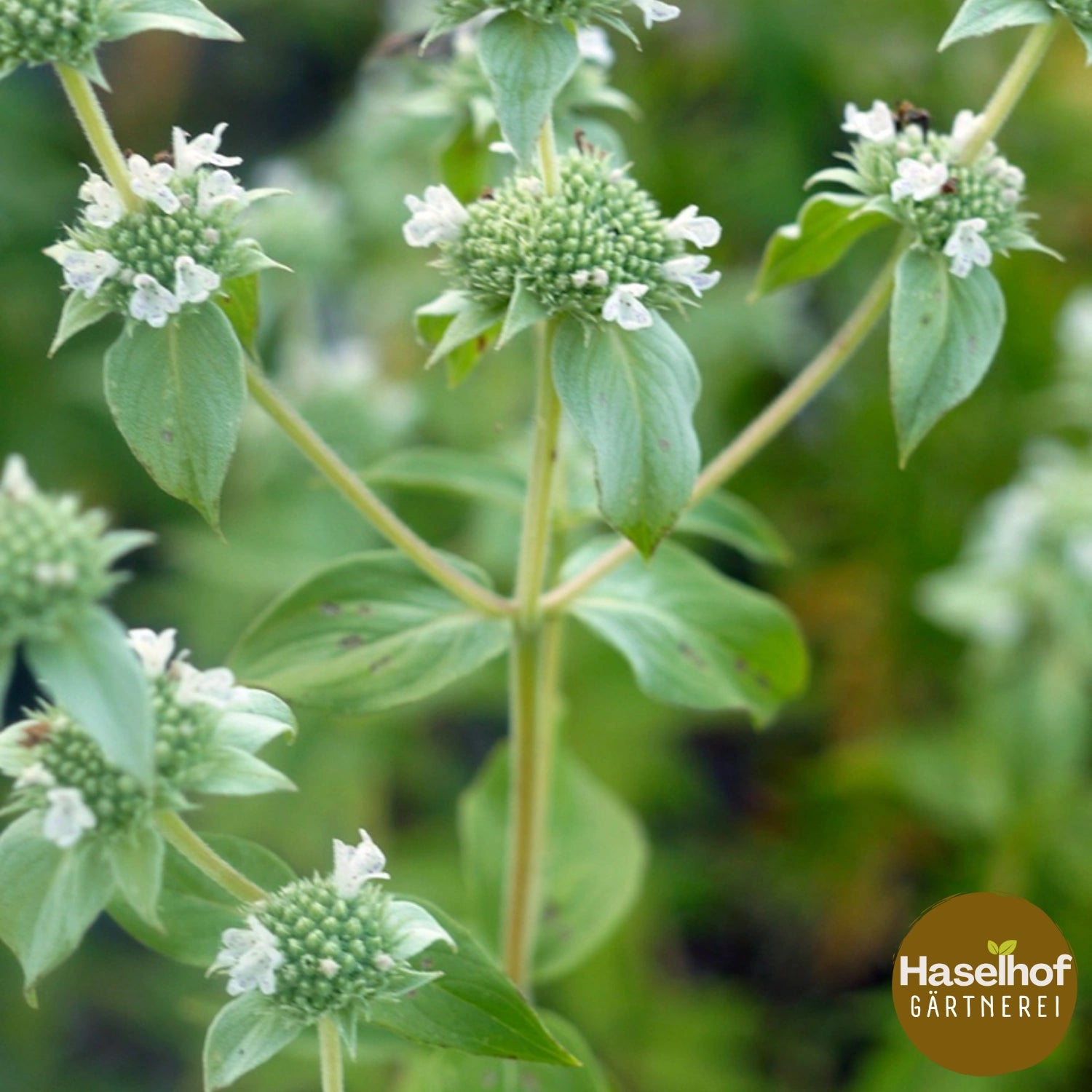 Pycnanthemum muticum