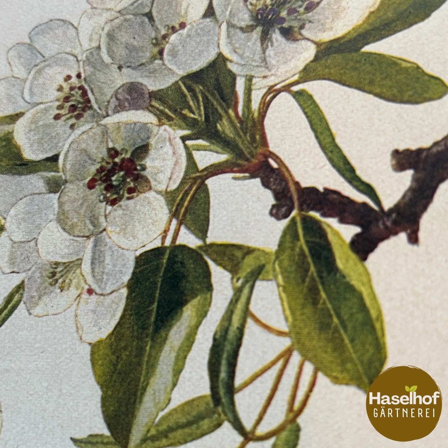Pyrus pyraster