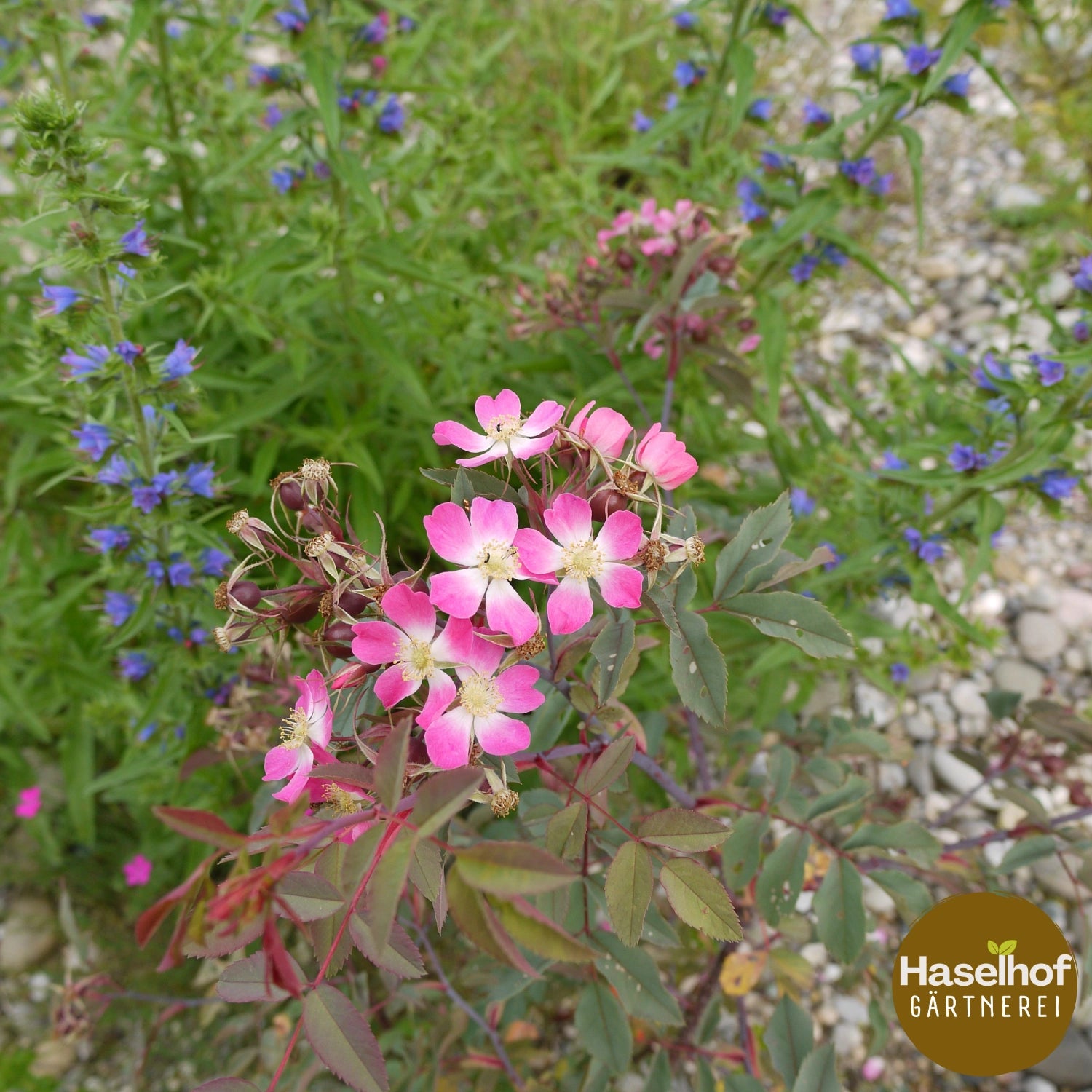 Rosier rouge (Rosa glauca)
