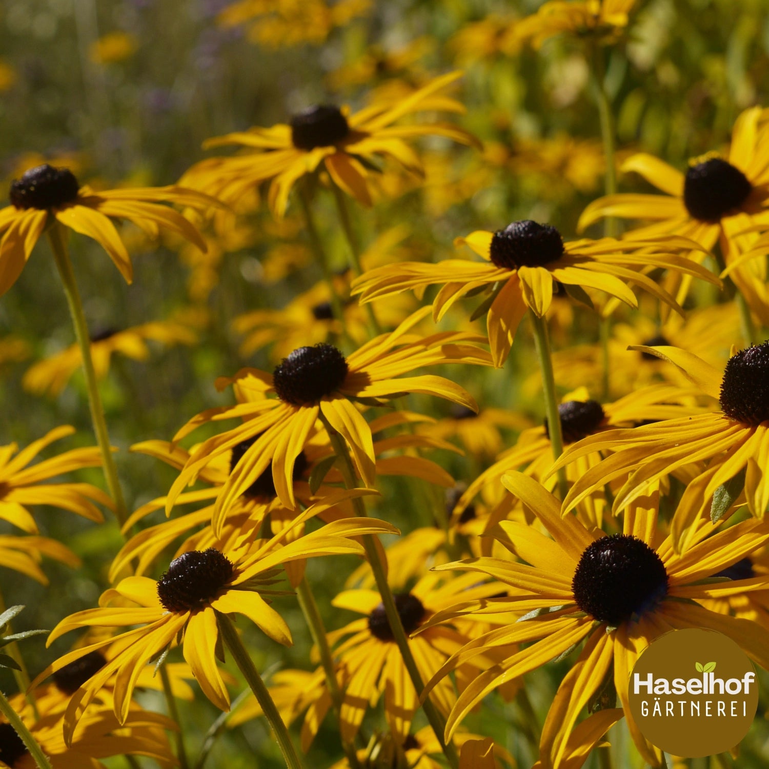 Rudbeckia fulgida 'Goldsturm'