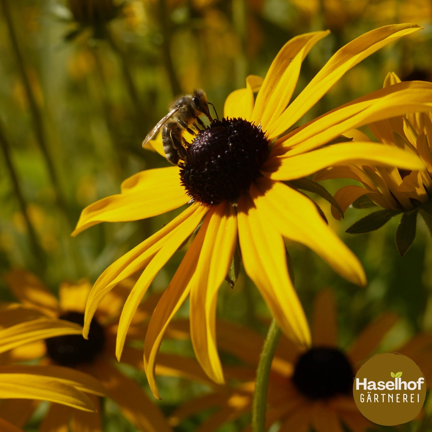 Rudbeckia fulgida 'Goldsturm'
