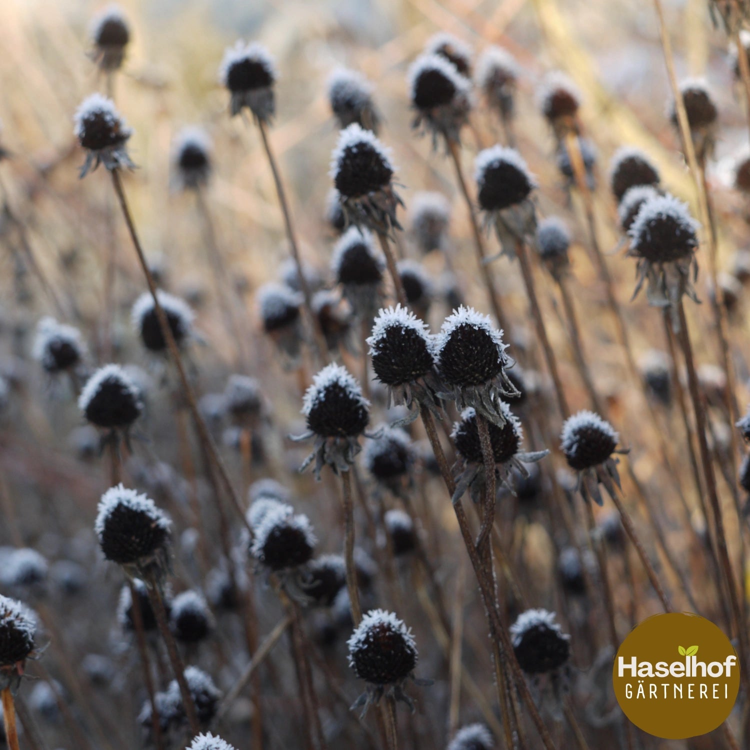Rudbeckia fulgida 'Goldsturm'