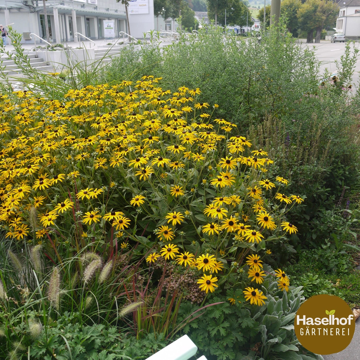 Rudbeckia fulgida 'Goldsturm'