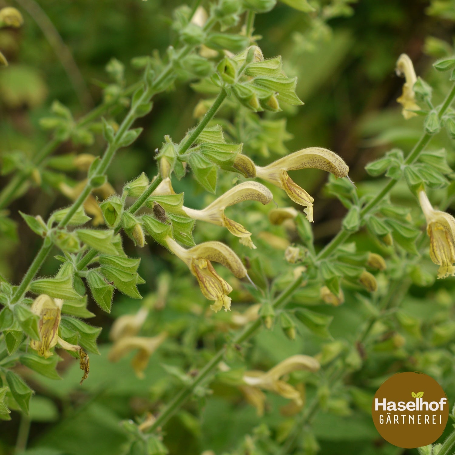 Salvia glutinosa