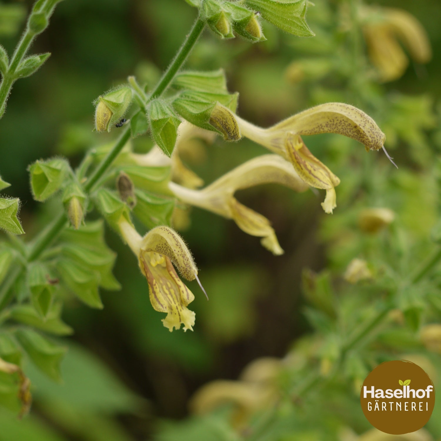 Salvia glutinosa