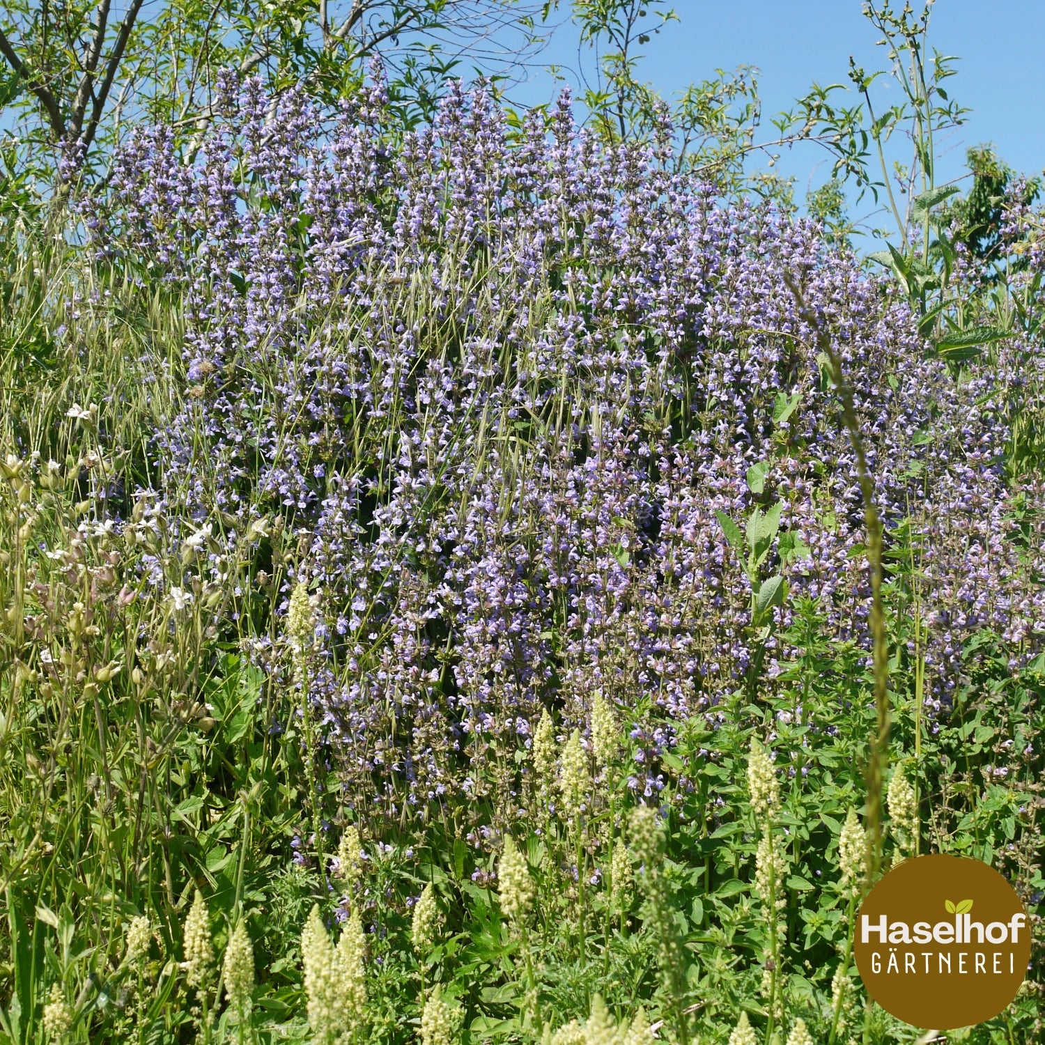 Salvia officinalis