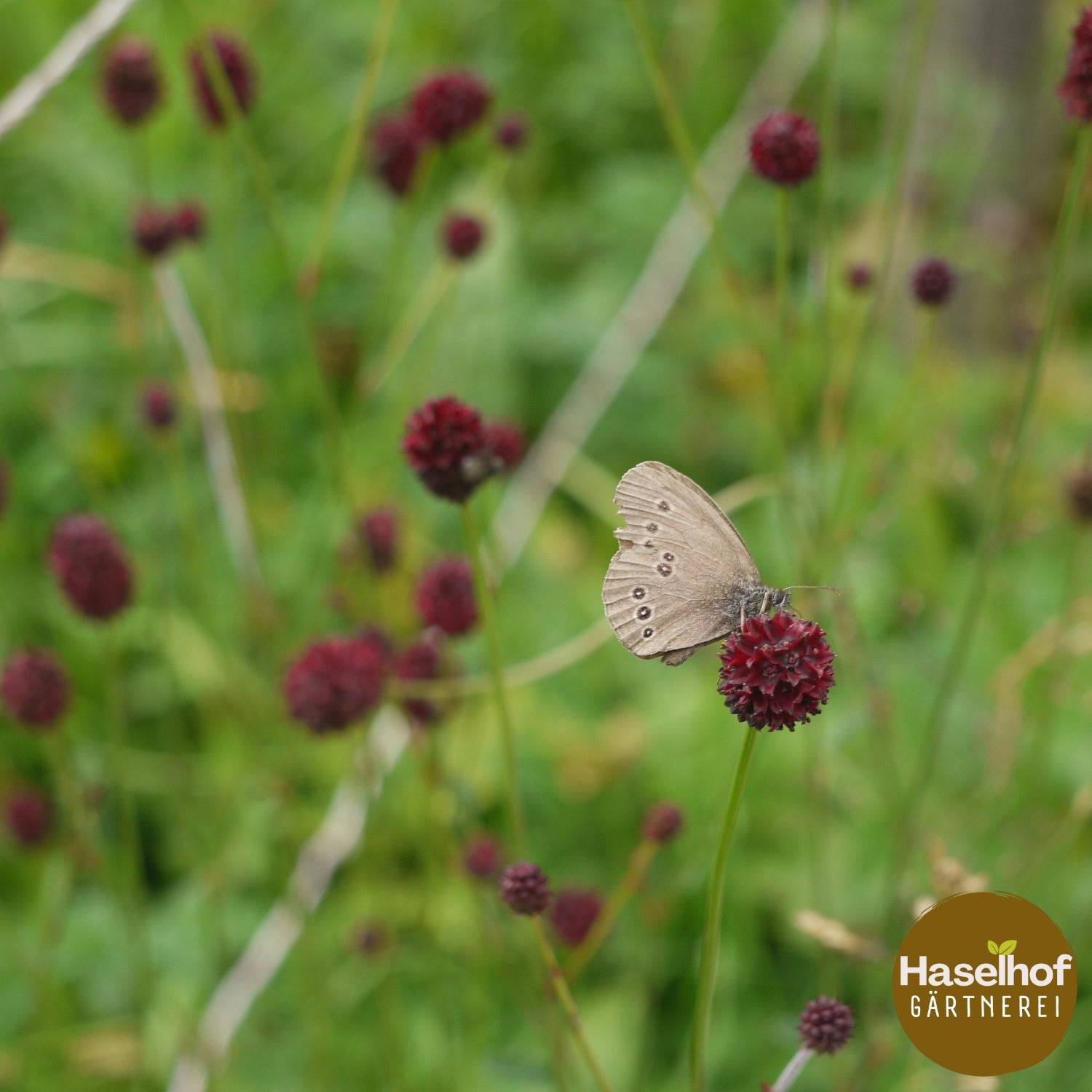 Sanguisorba officinalis