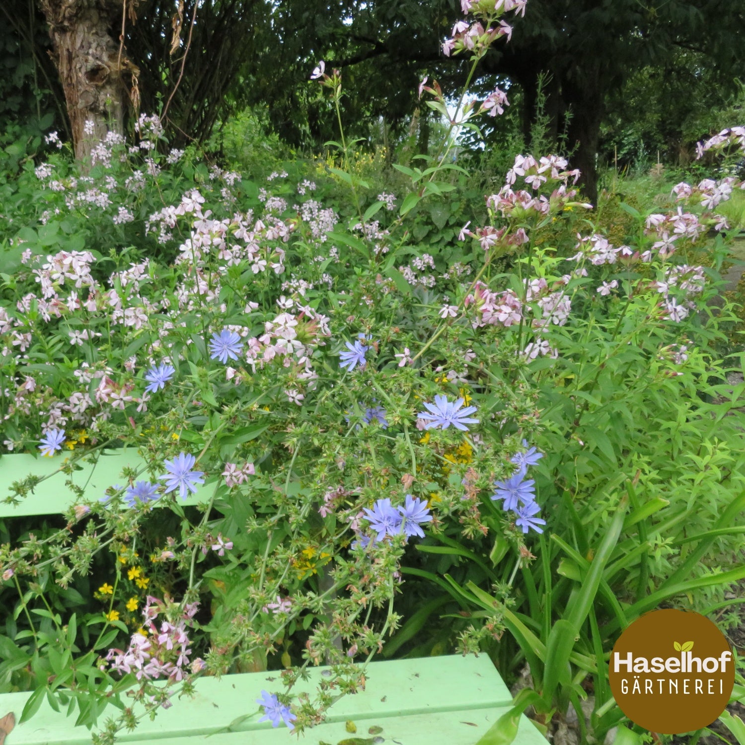 Saponaire officinale