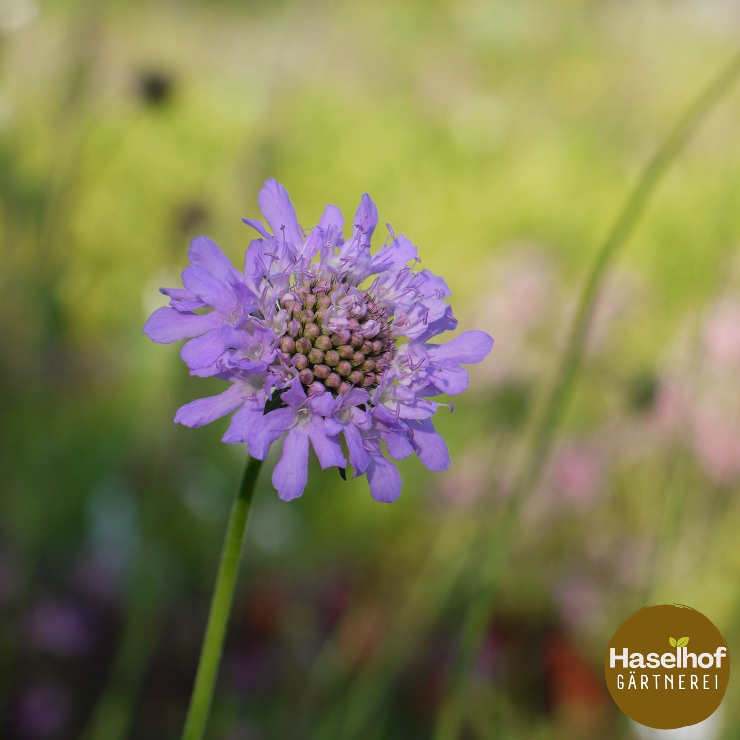 Scabiosa columbaria