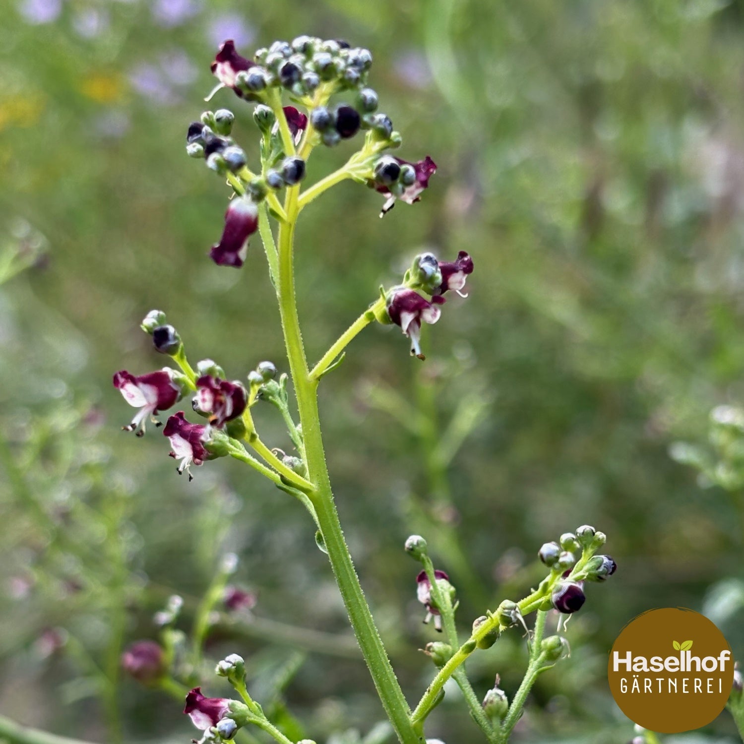 Scrophularia canina