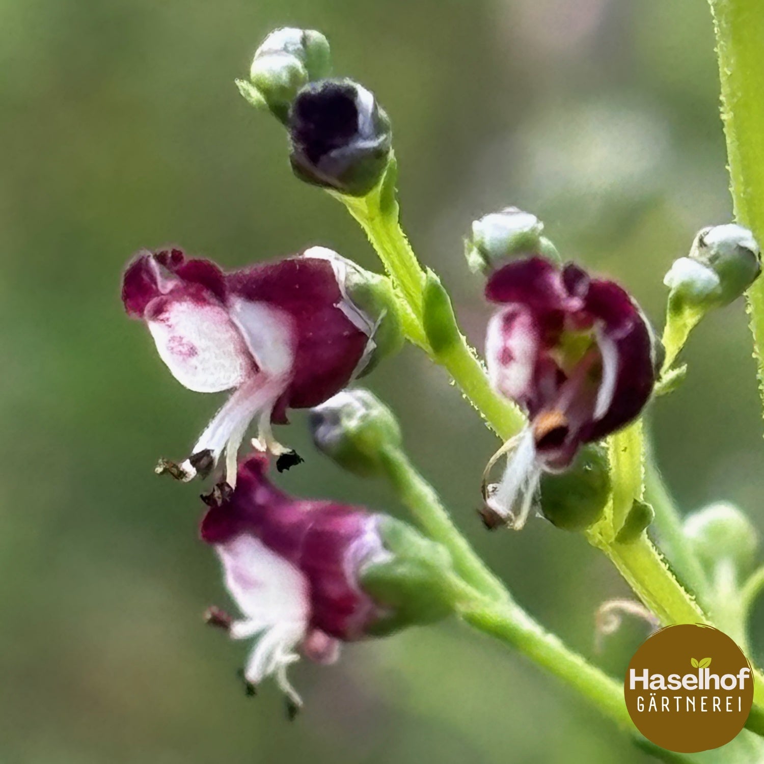 Scrophularia canina