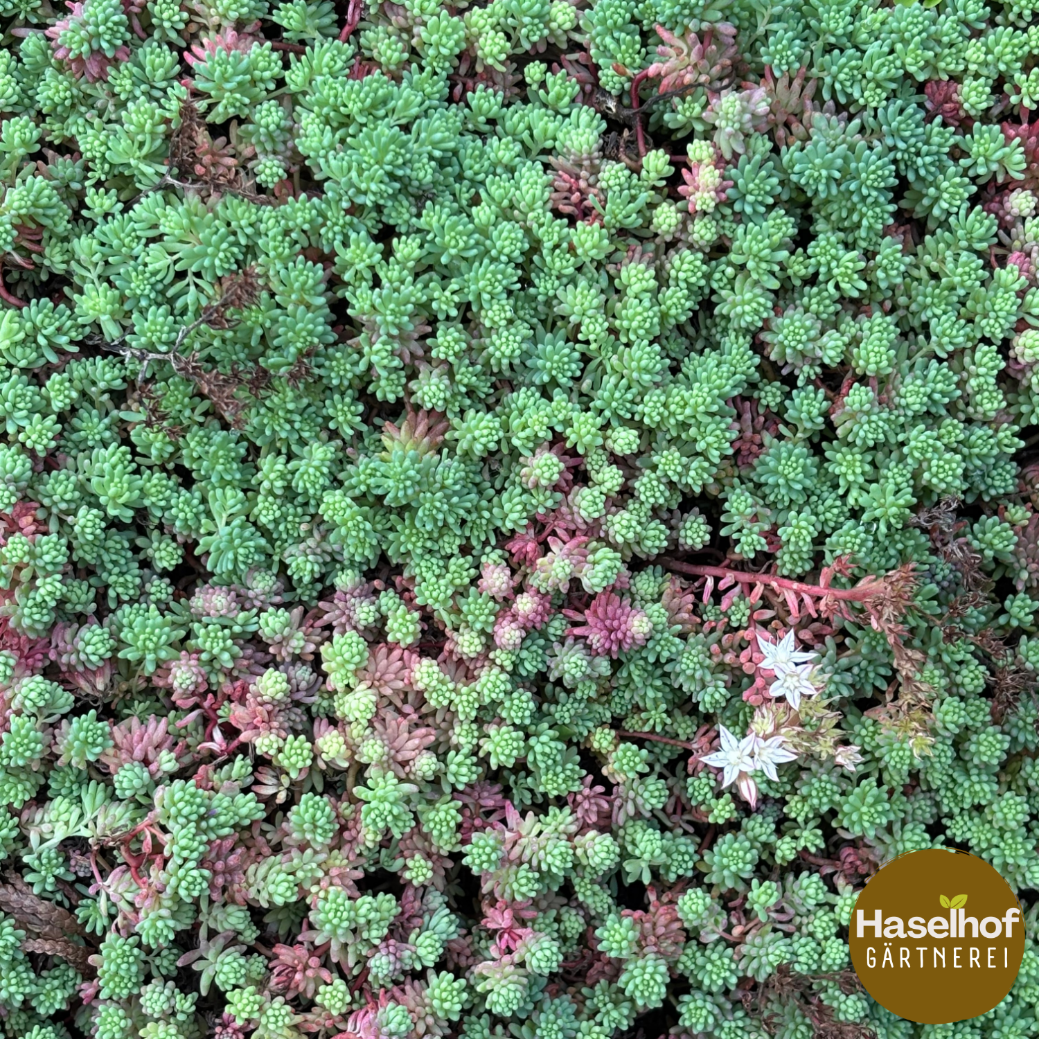 Sedum hispanique