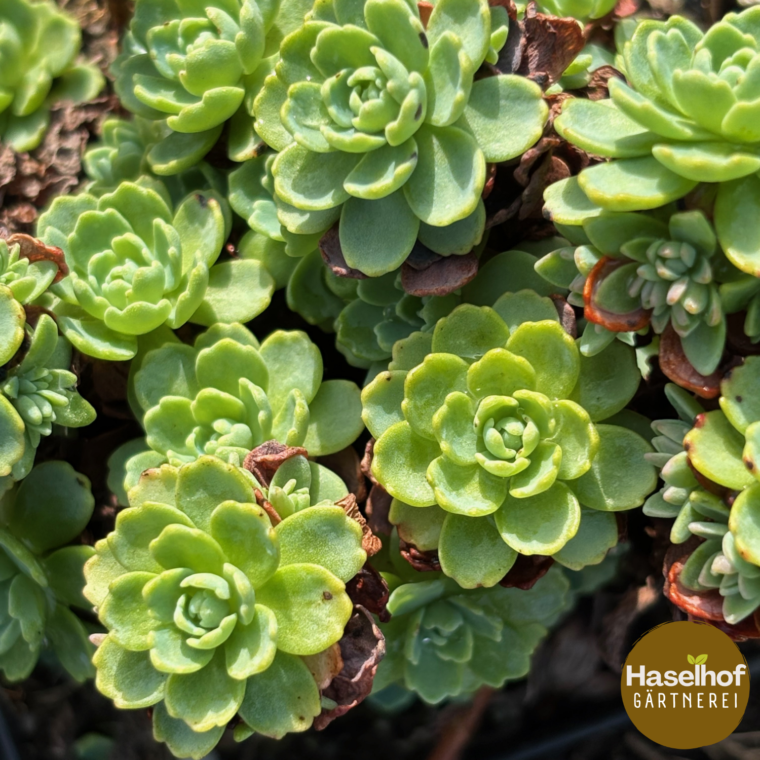Sedum pachyclados