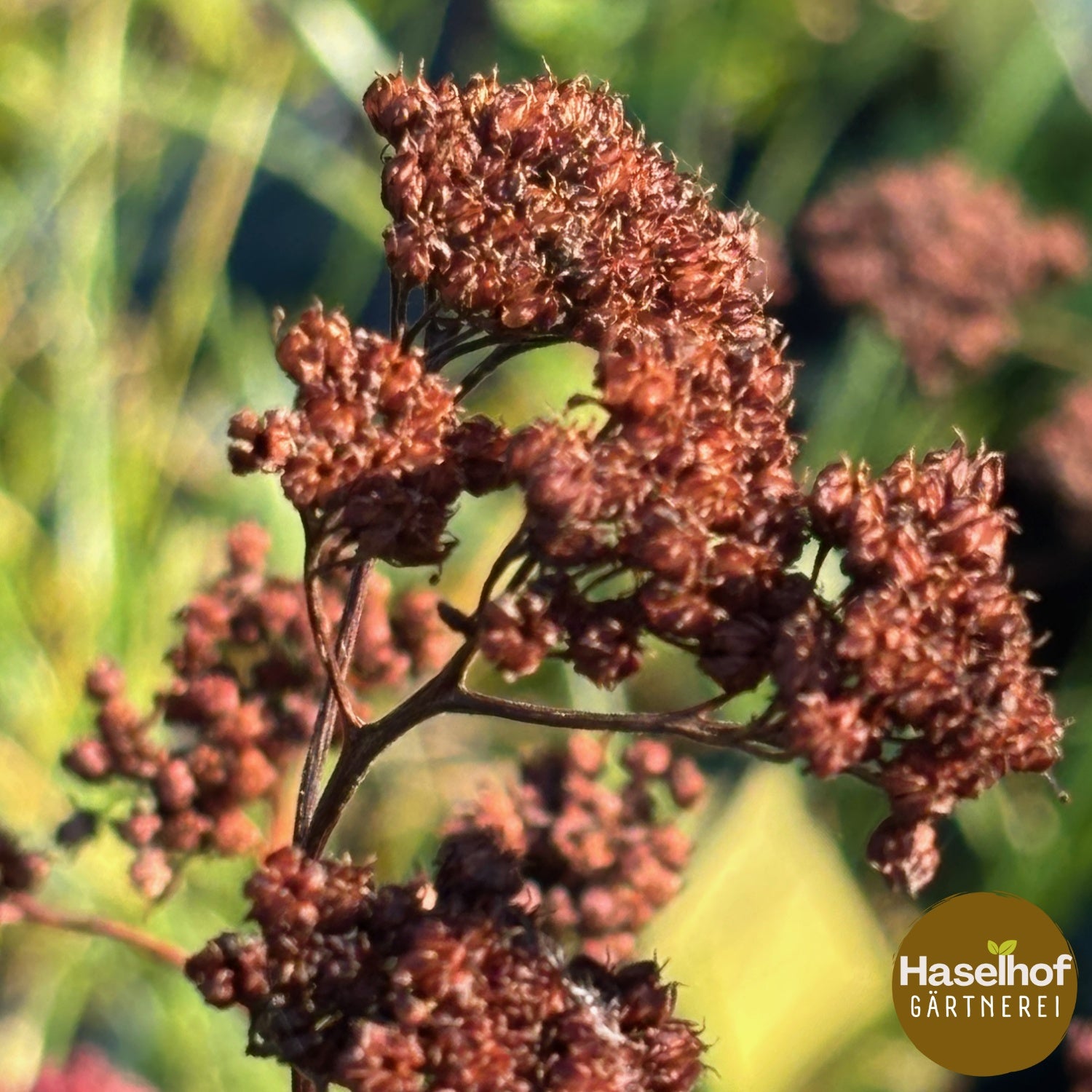 Sedum telephium ssp. maximum