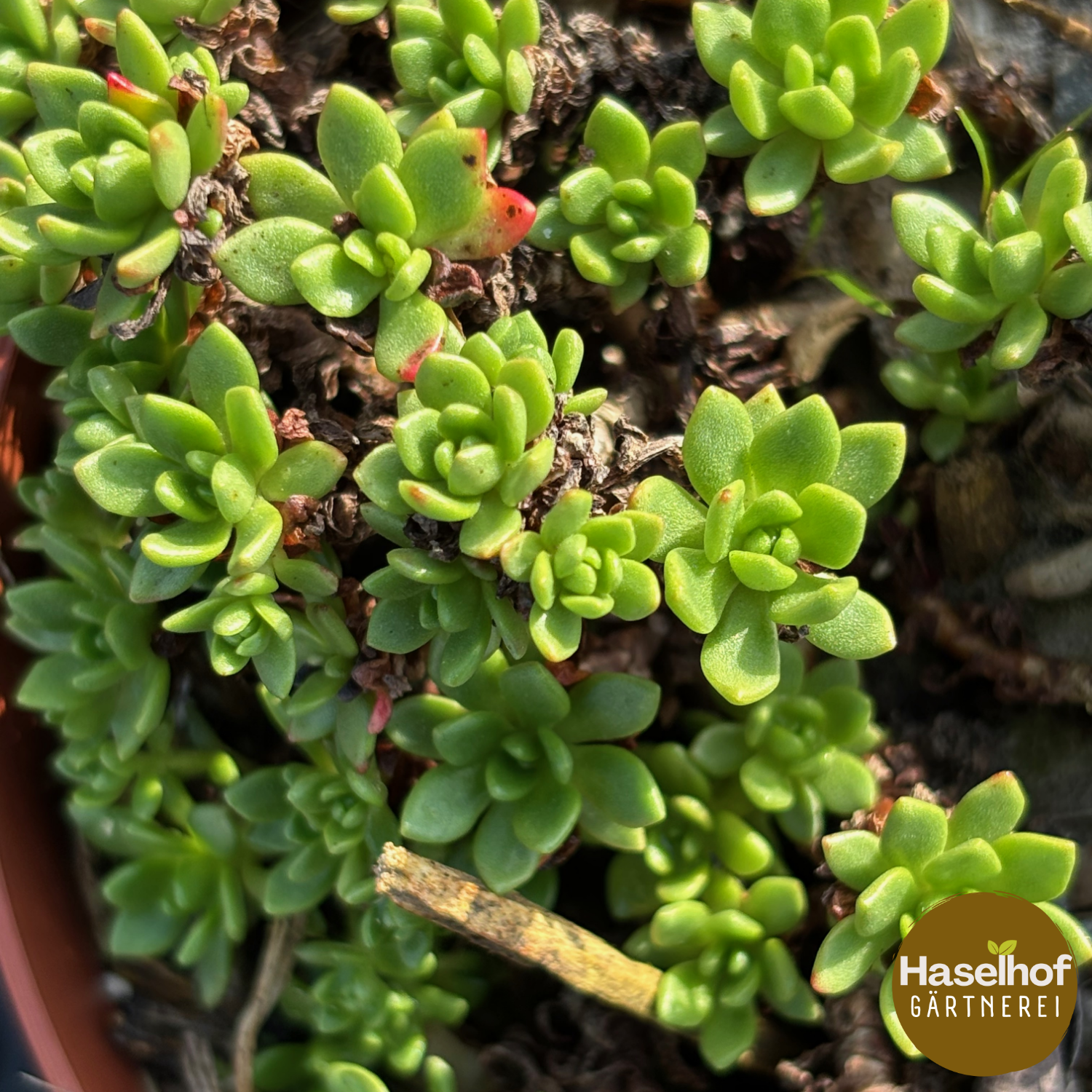 Sedum trolli