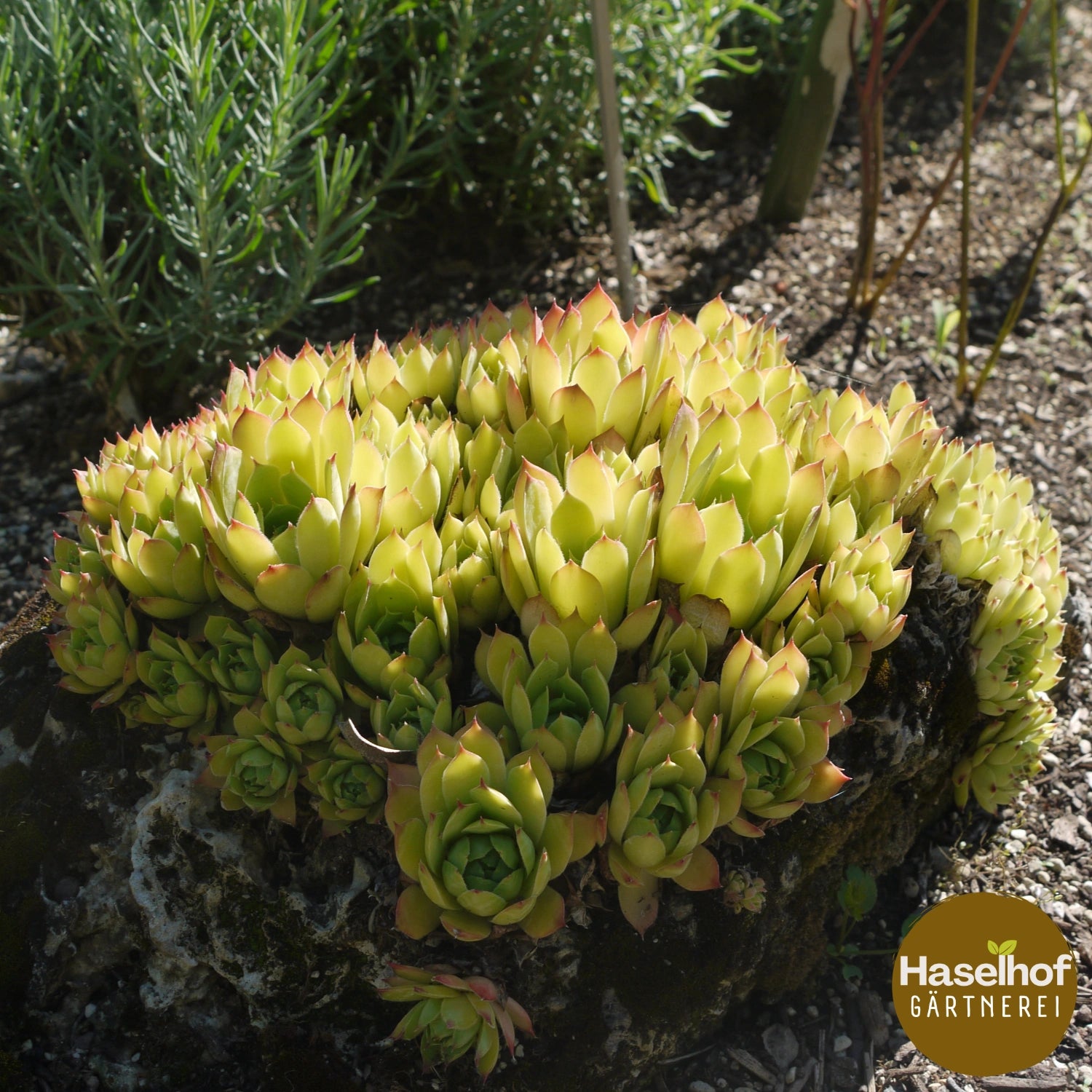 Sempervivum tectorum