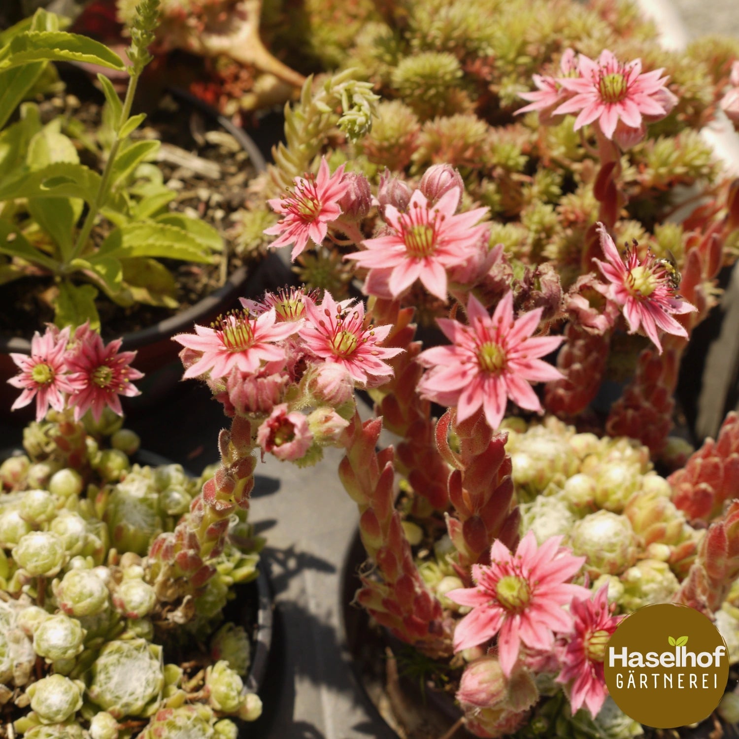 Sempervivum arachnoideum