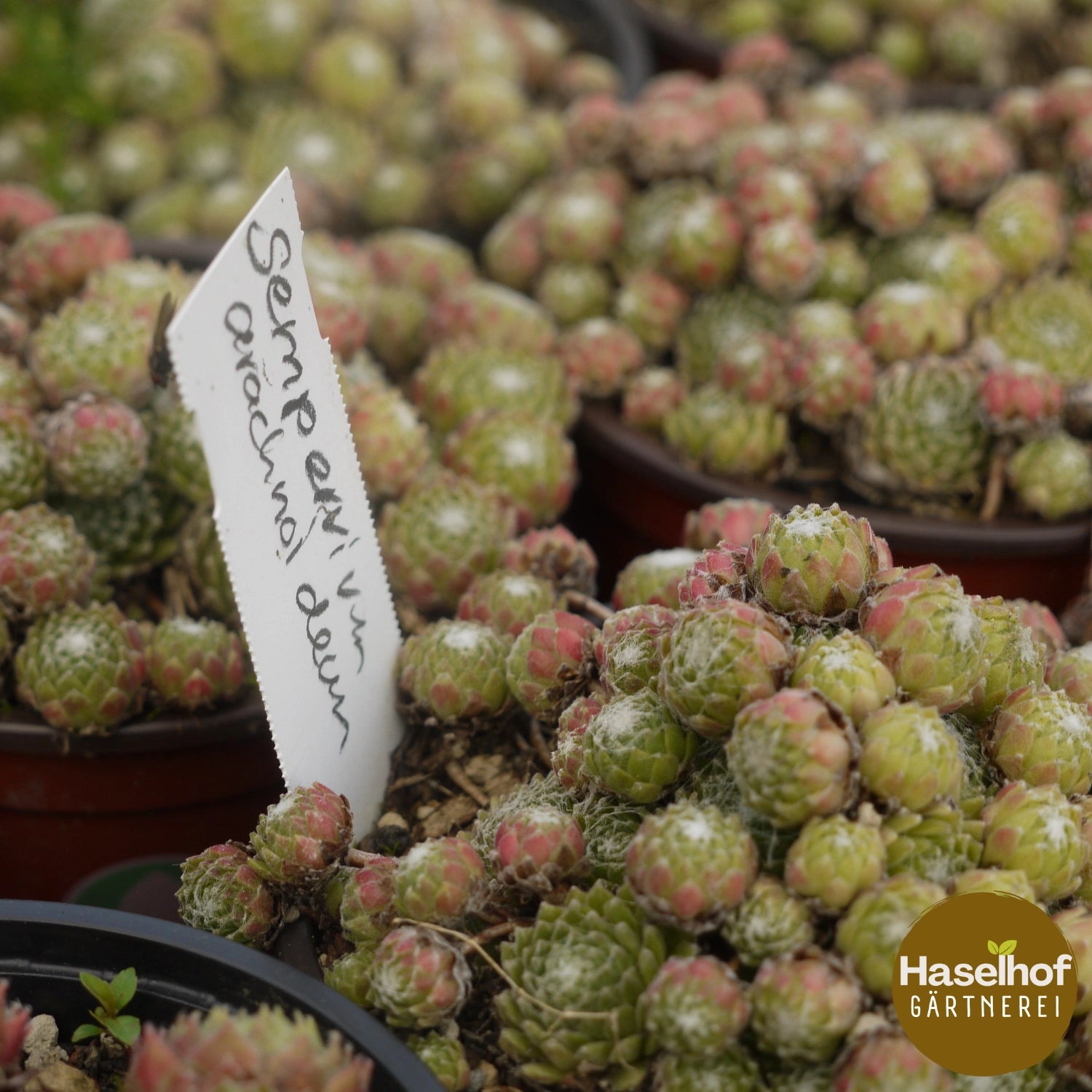 Sempervivum arachnoideum