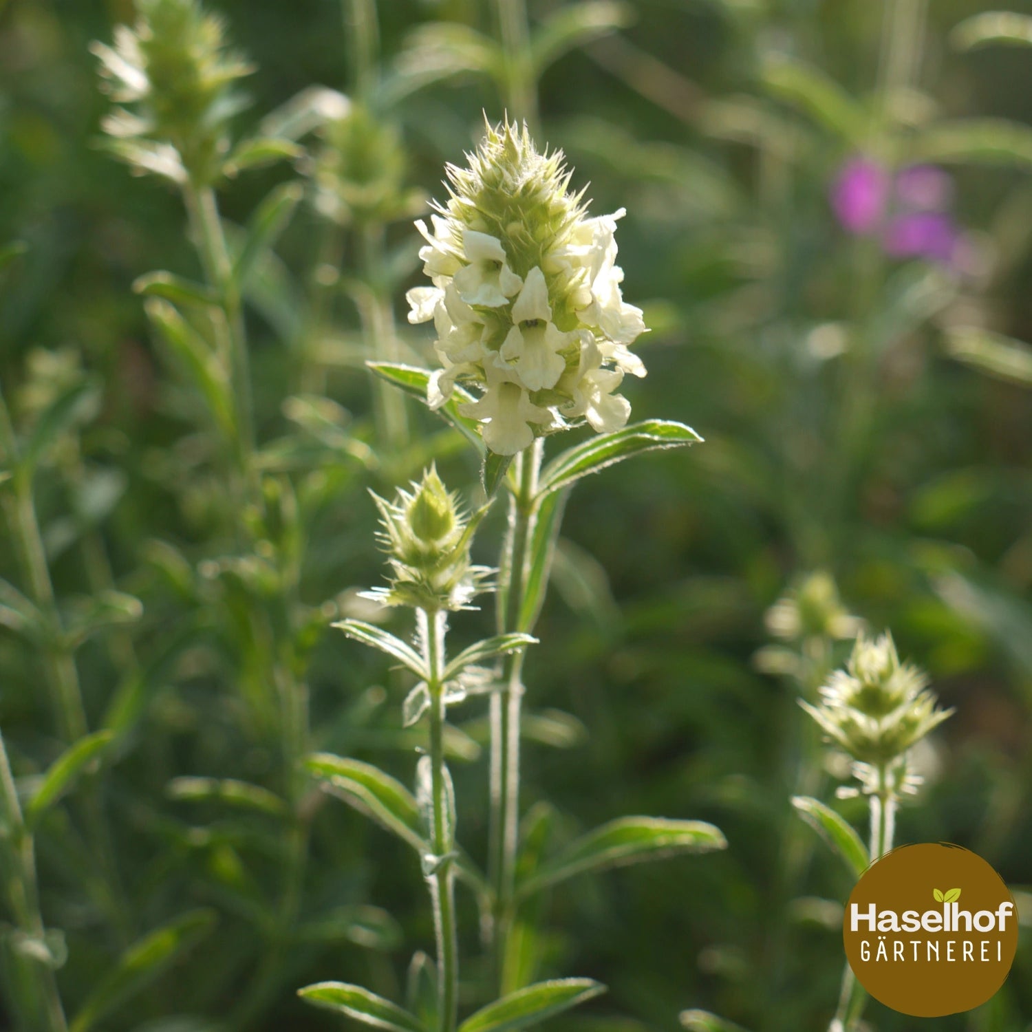 Sideritis hyssopifolia