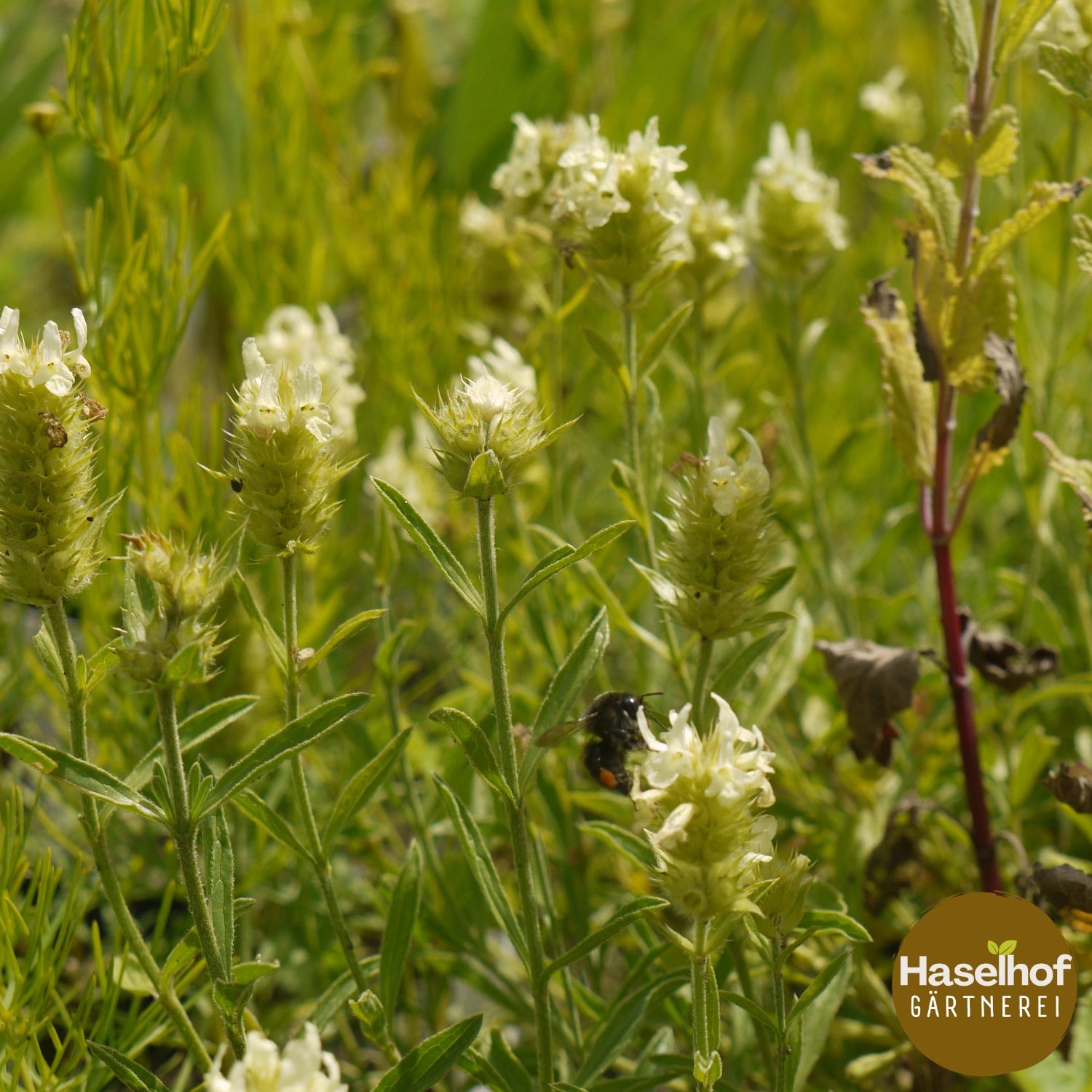 Sideritis hyssopifolia