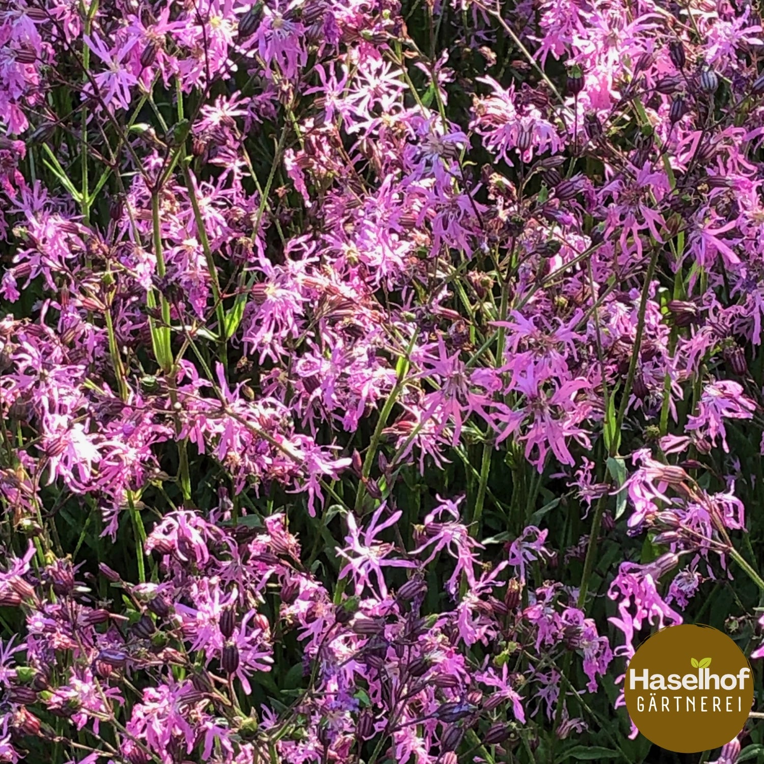 Silene flos-cuculi (syn. Lychnis flos-cuculi)