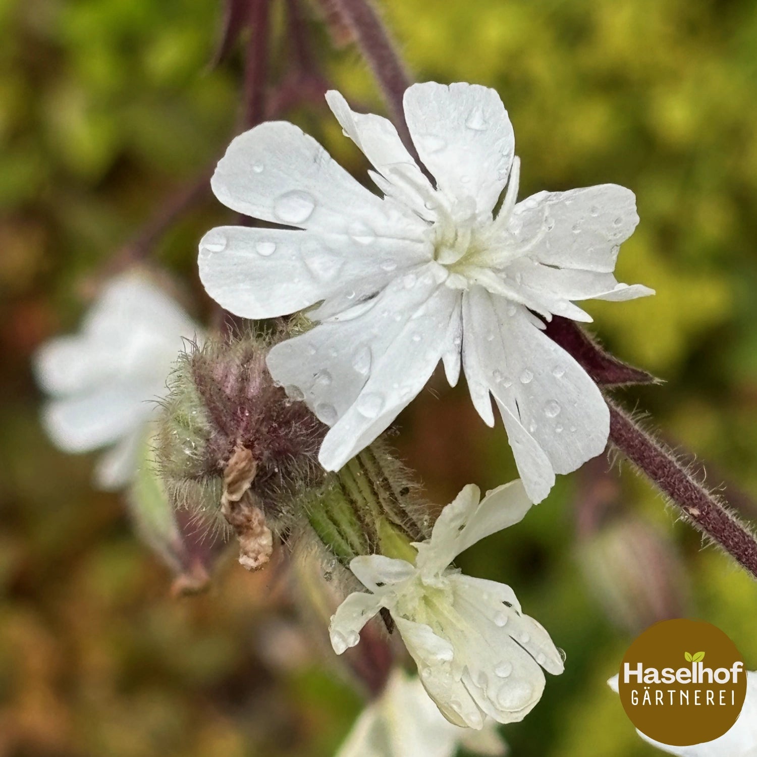 Silene pratensis (Syn. Silene alba)