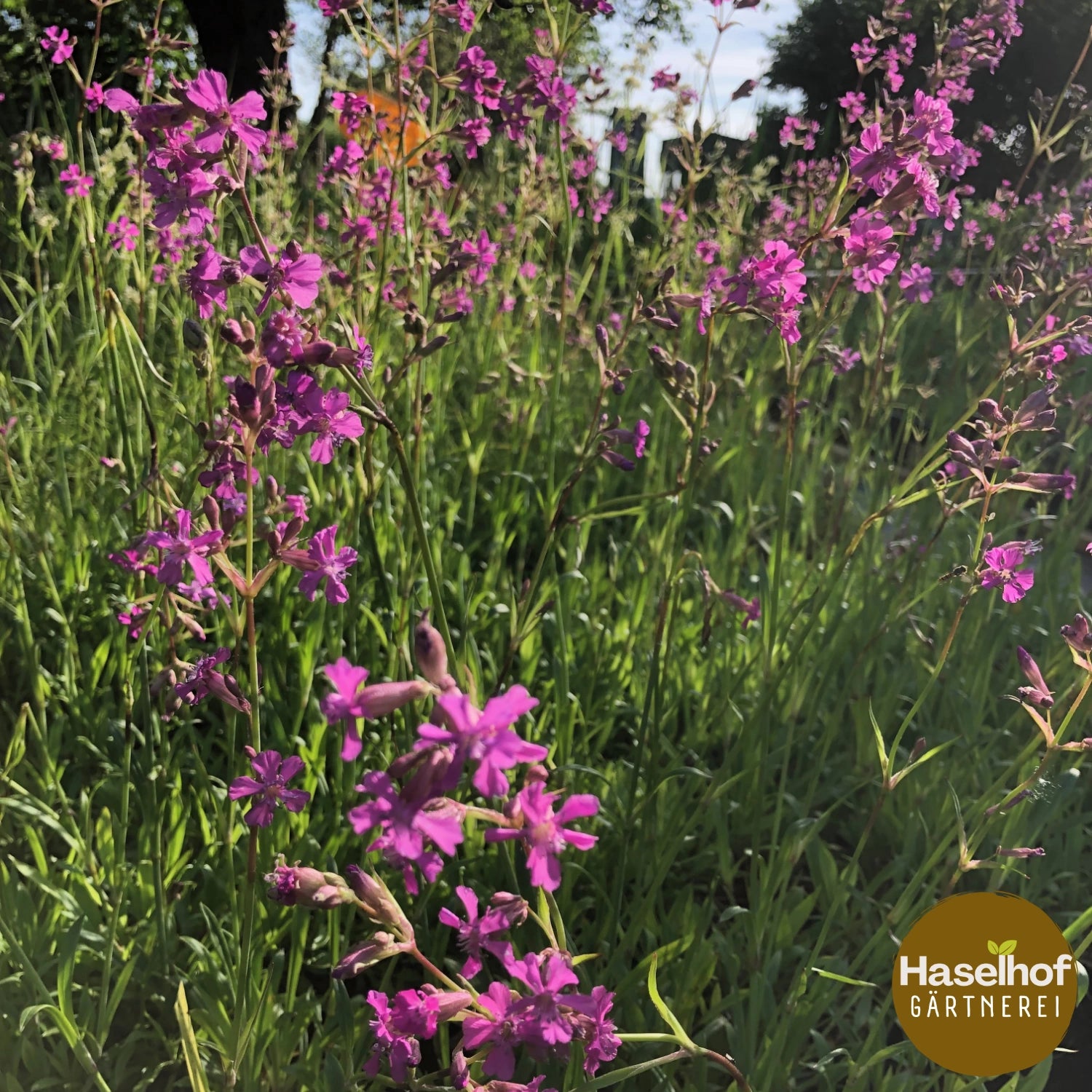 Silene viscaria