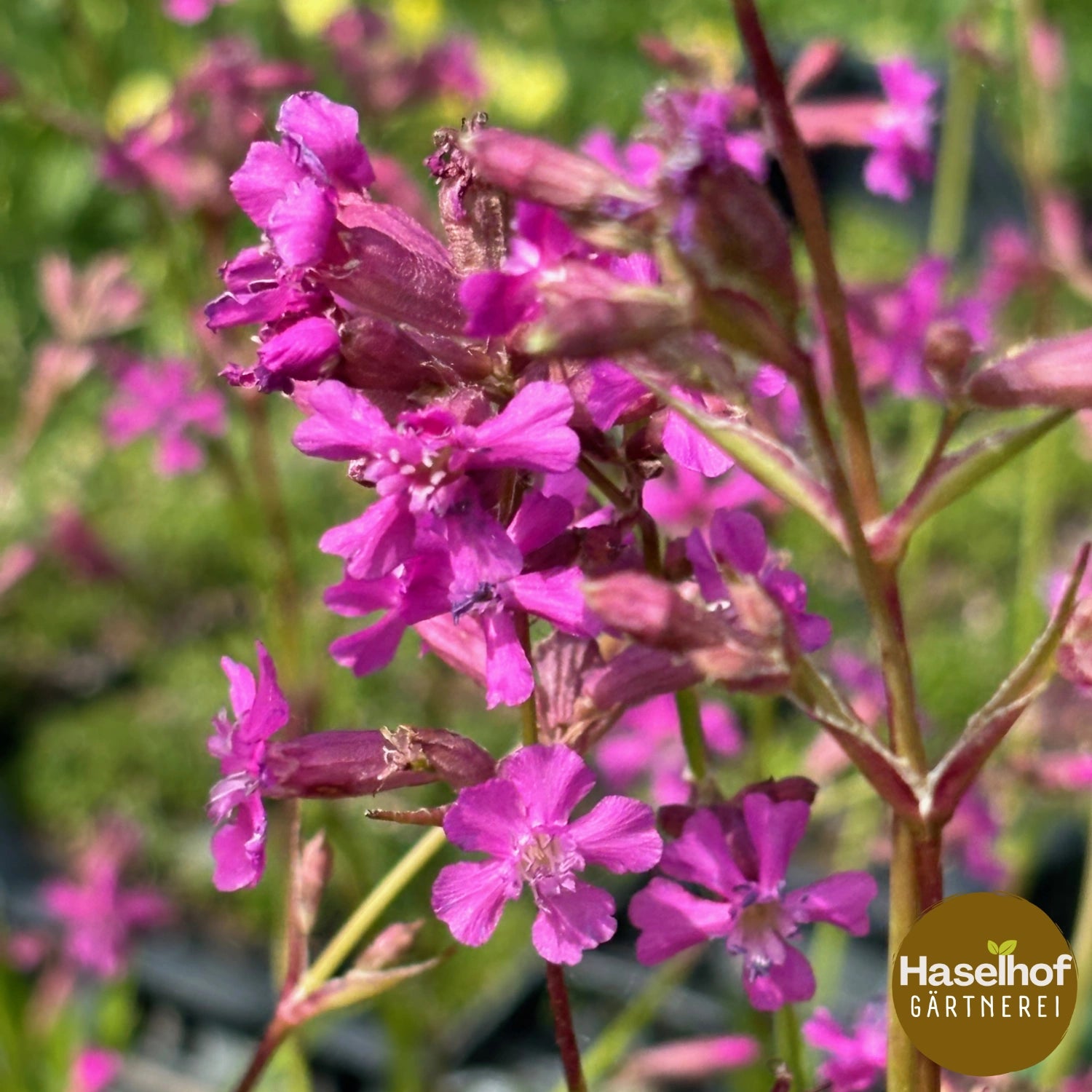 Silene viscaria